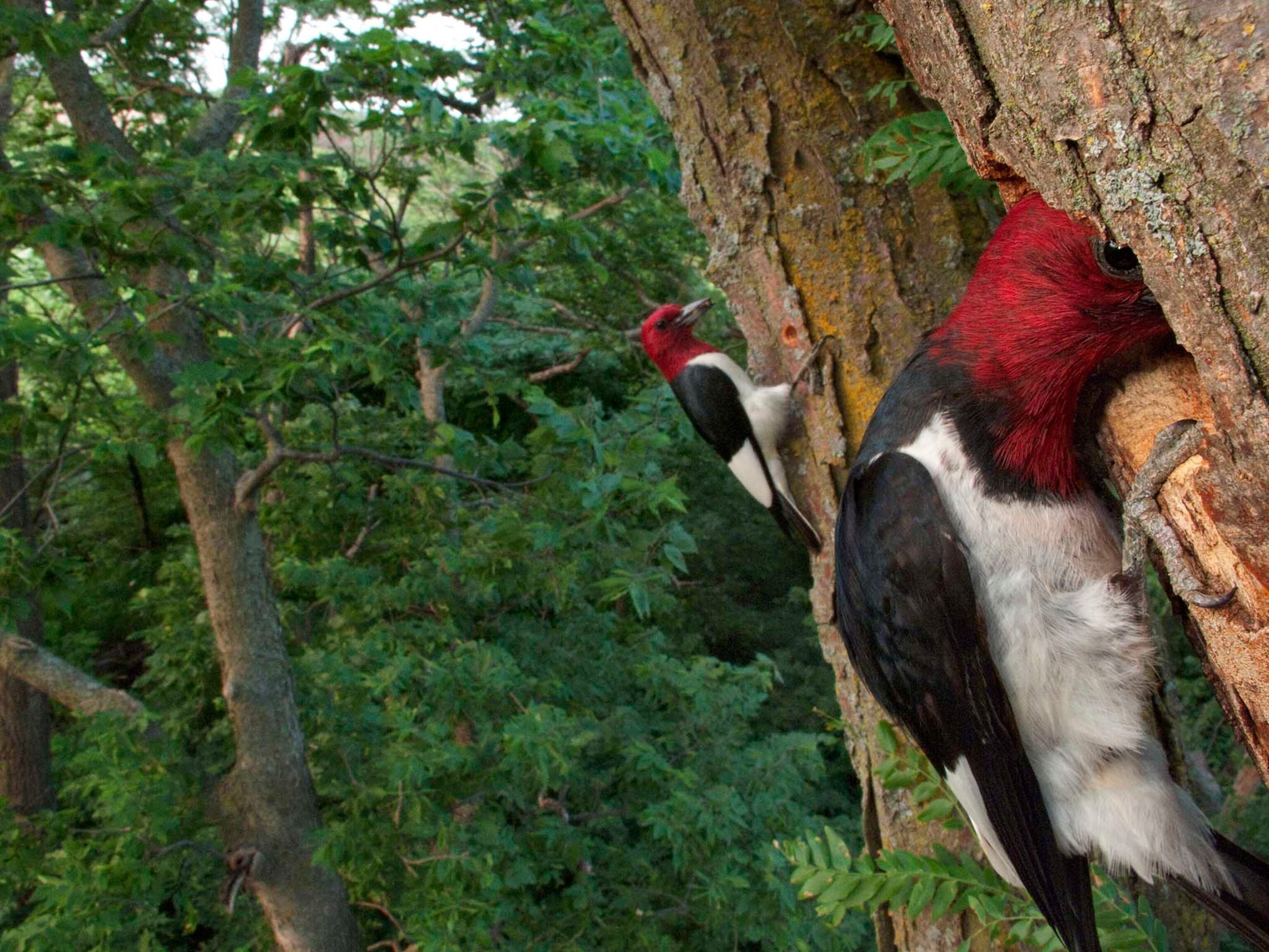 A red-headed woodpecker peers from its tree cavity nest.