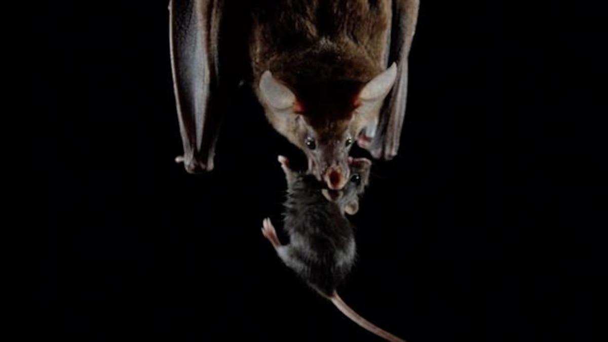 Ancient Temple Reveals Secrets of Mexico’s MeatEating Bats