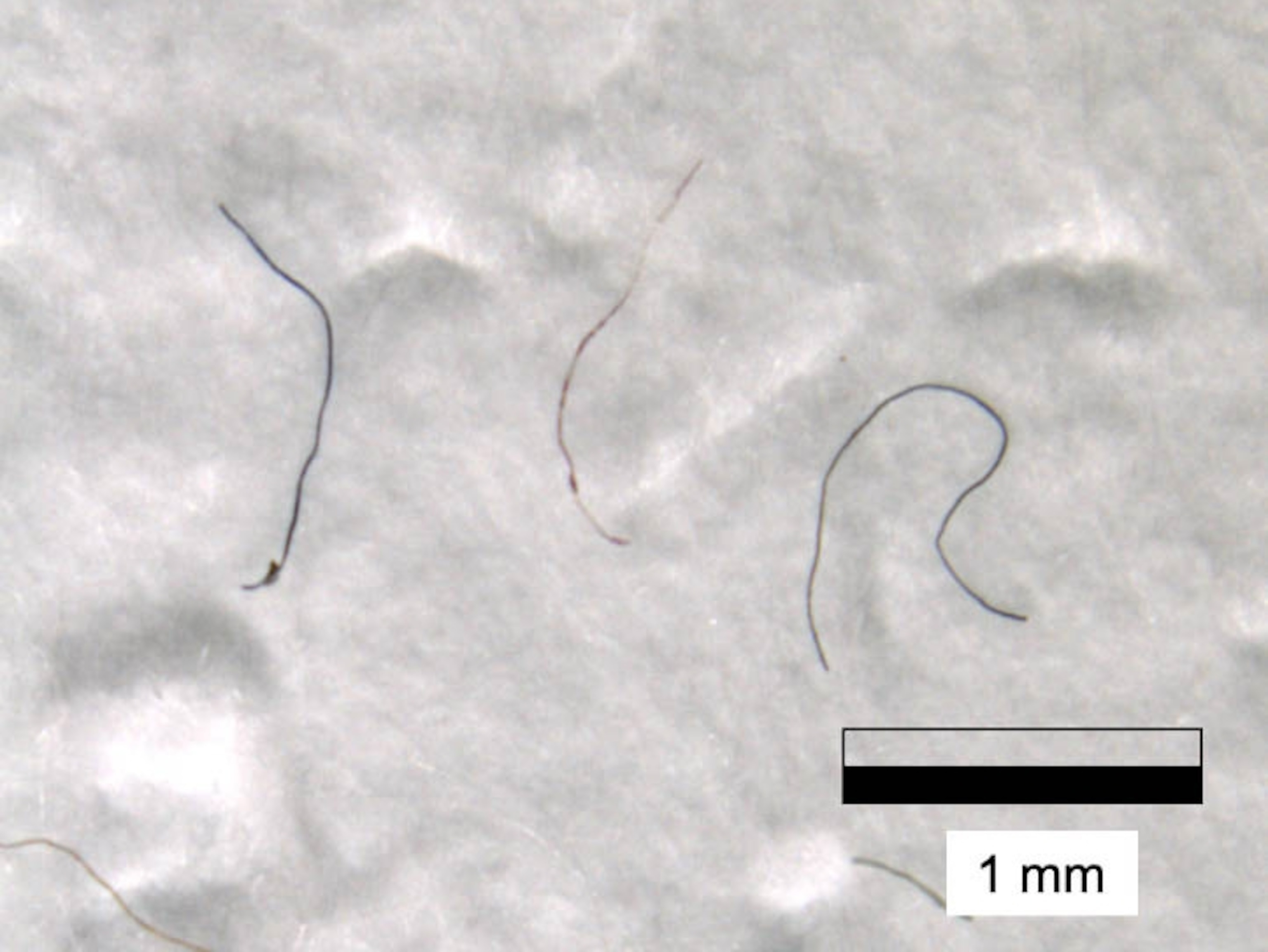 Microplastics Found Near Everest S Peak Highest Ever Detected In The World