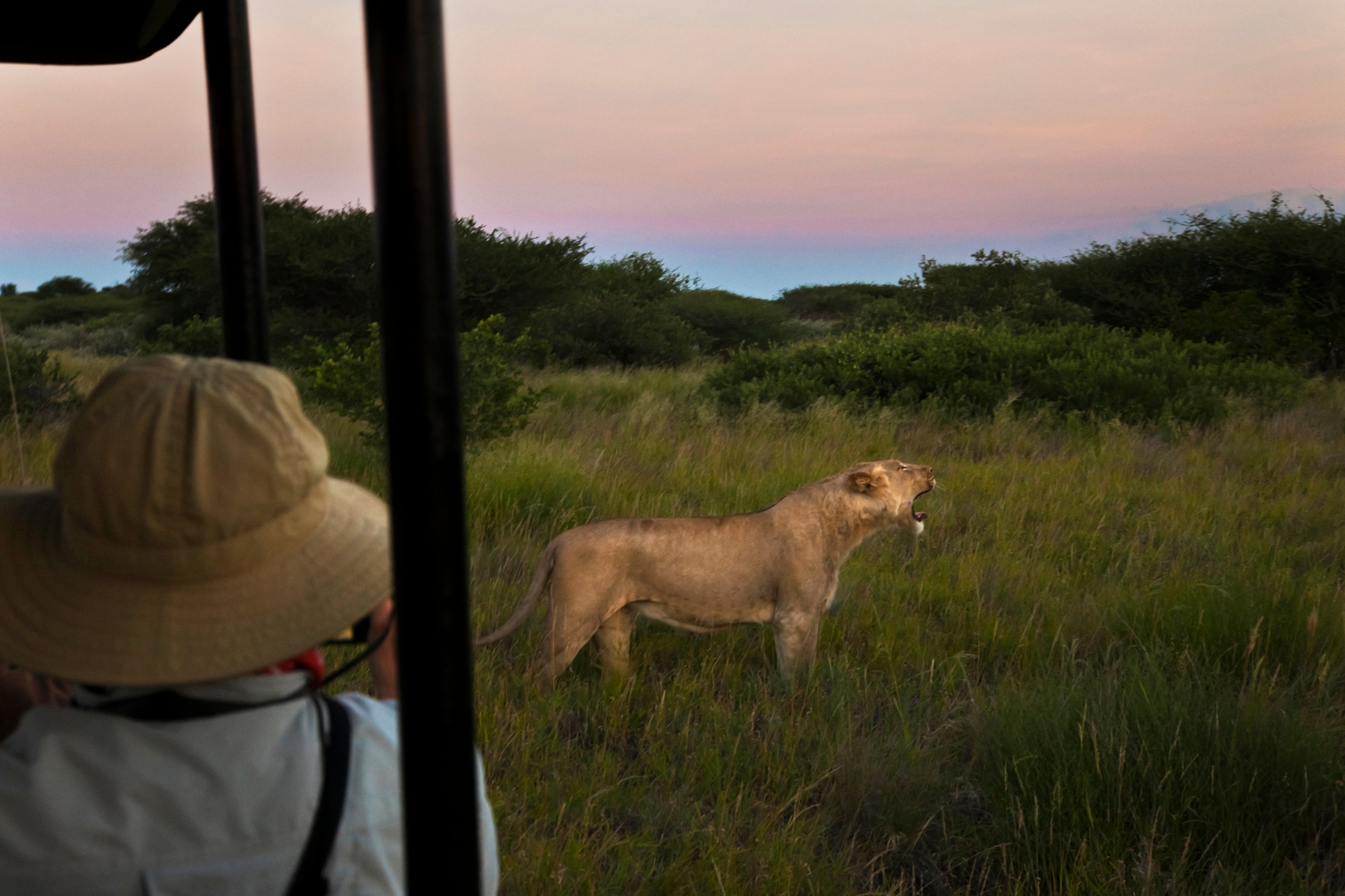 A safari vehicle comes close to a roaring young male lion in Botswana.