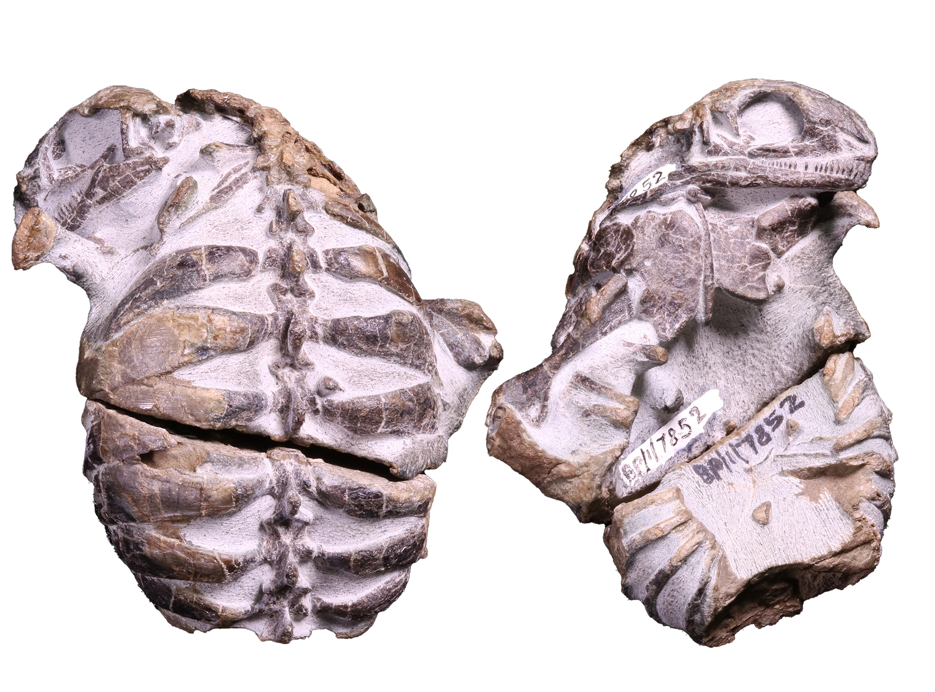 Eunotosaurus specimen (fossil) against a white background.
