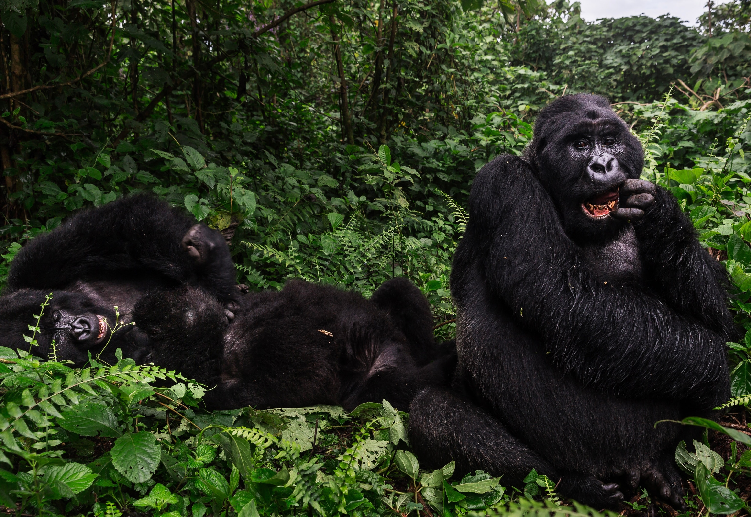 three gorillas sitting in the forest at Virunga