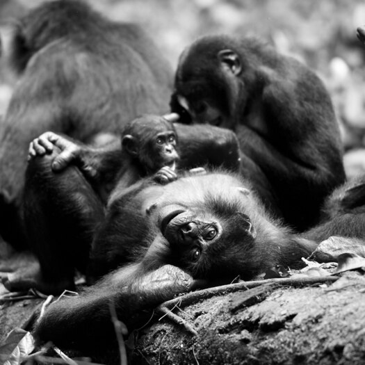 Where Do Bonobos Come From