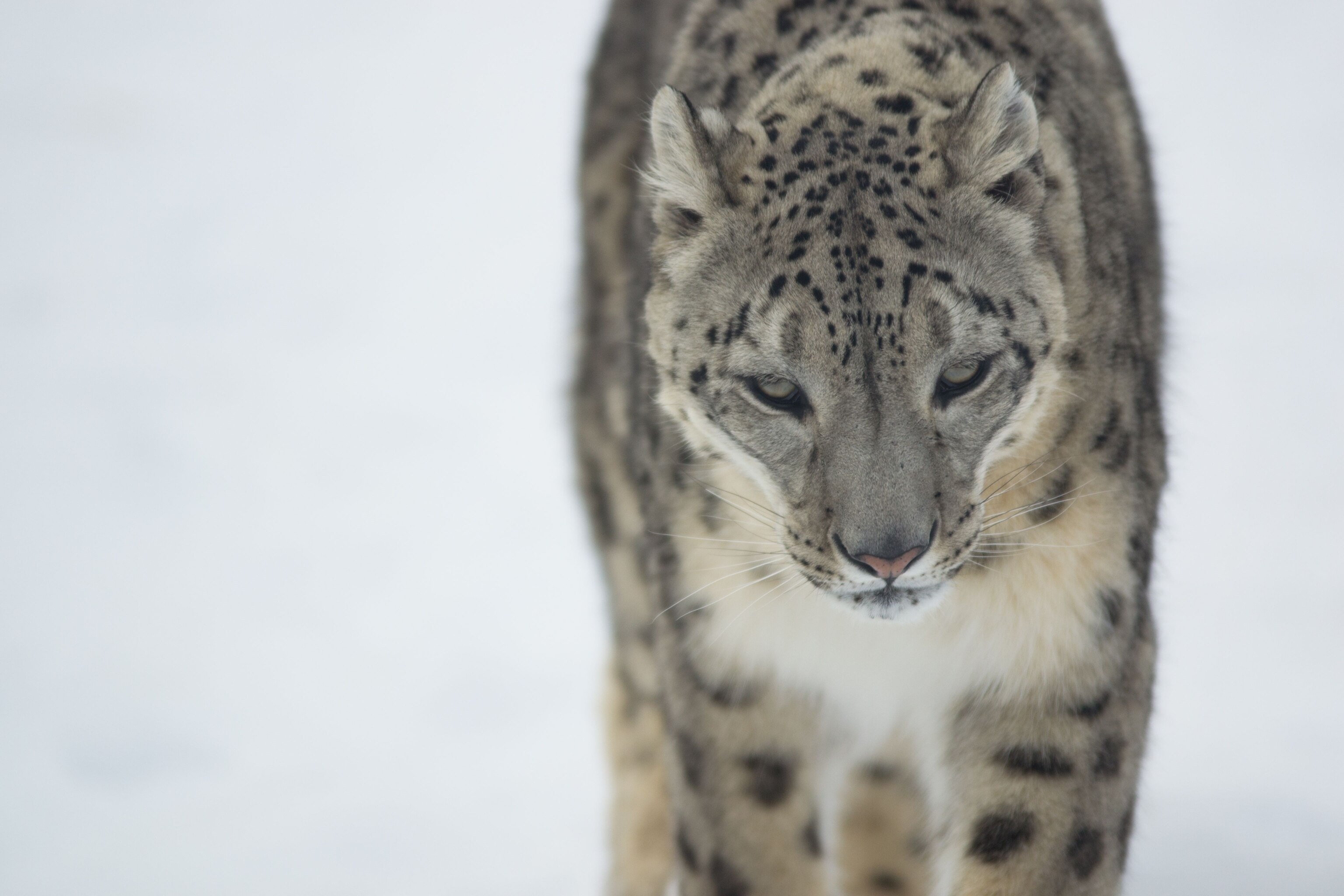 Snow Leopard Facts And Photos