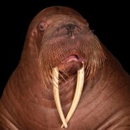 Tusk Walrus