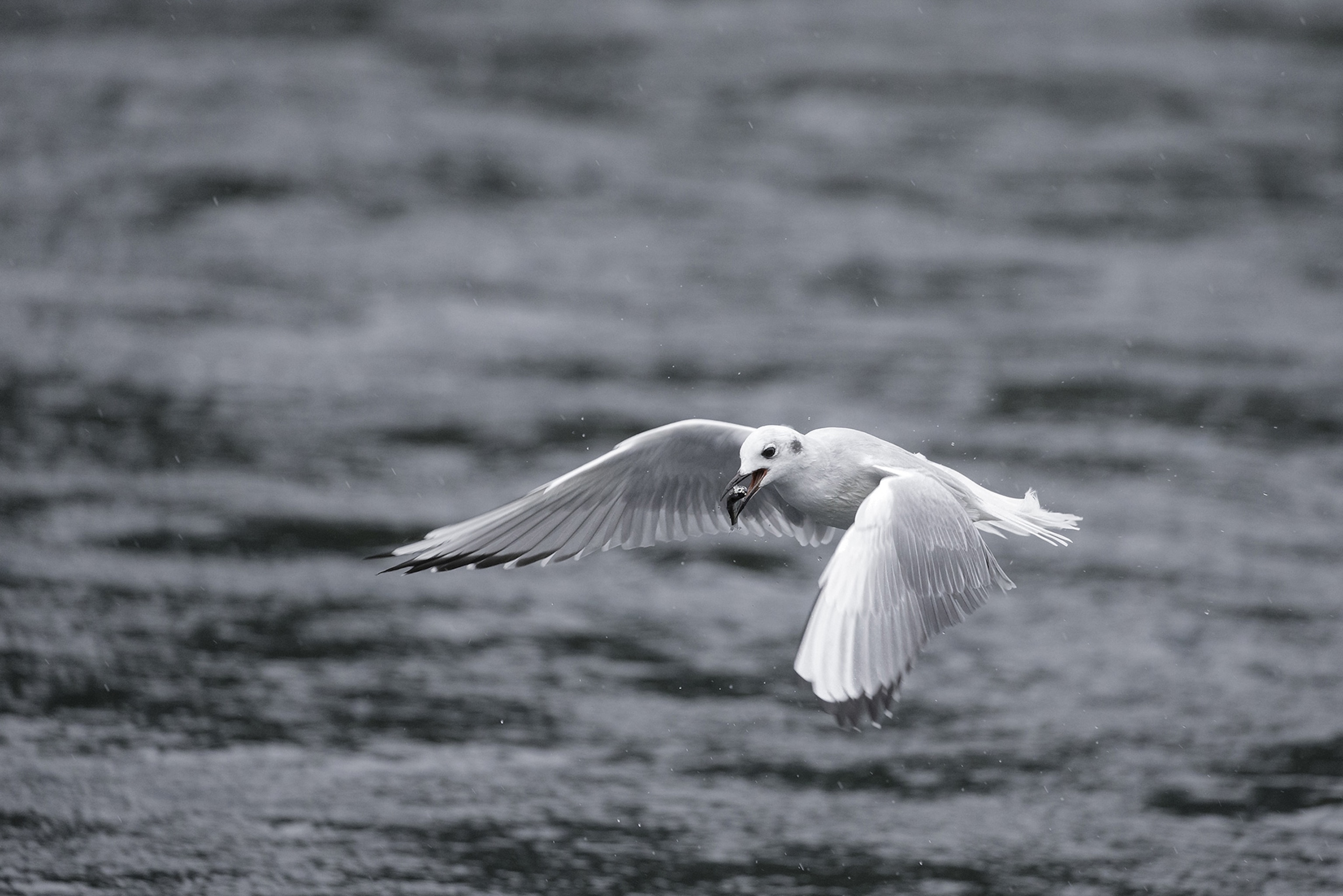 The accuracy and the consistency of the EOS 7D Mark II autofocus is incredibly helpful for capturing fast moving birds in flight.