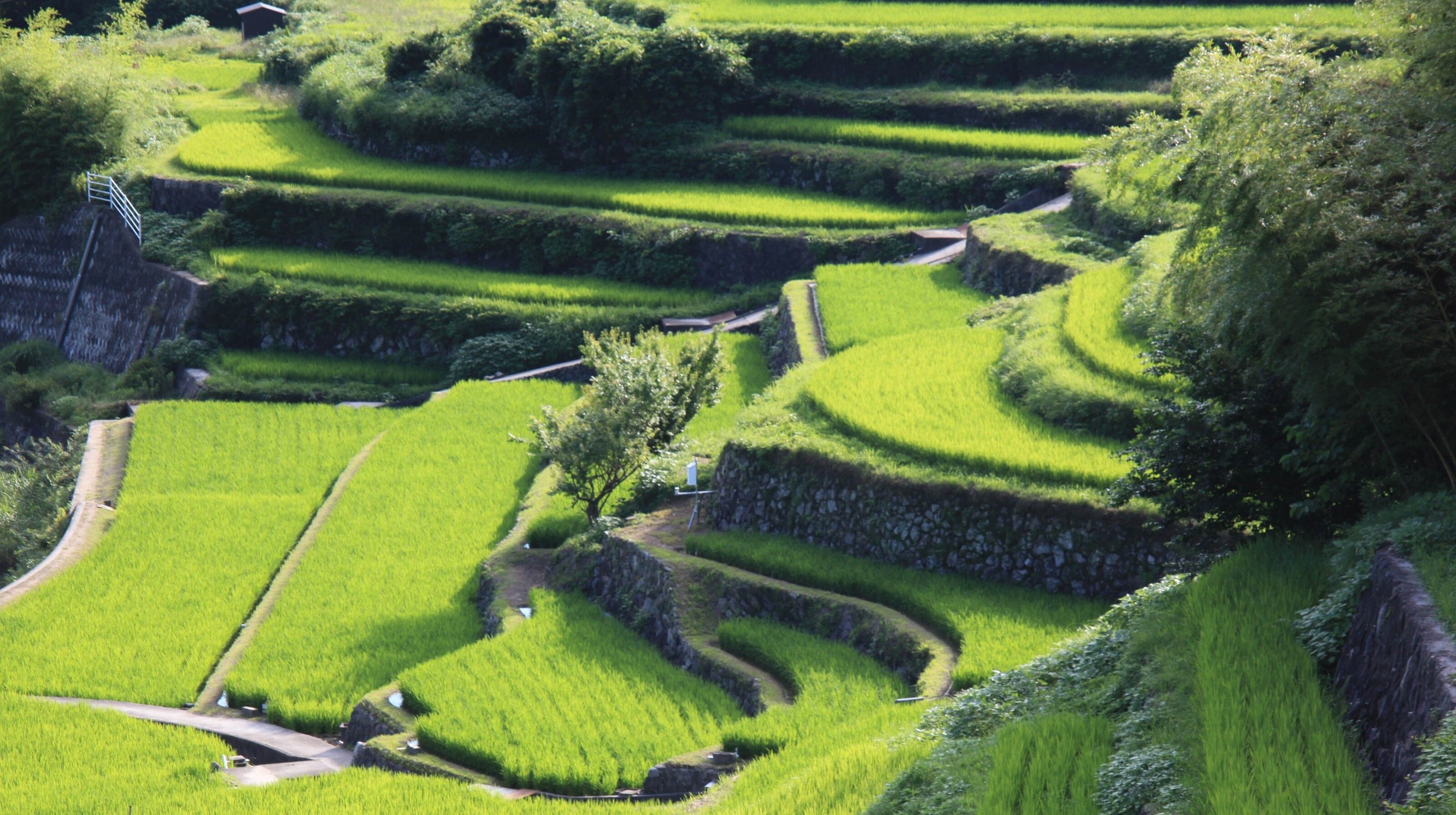 The Nakayama Terraced Rice Fields in Kagawa Prefecture.