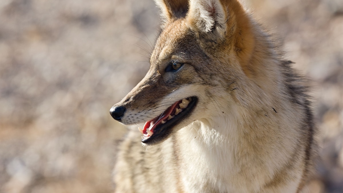 No Coyotes Don T Get High But These Animals Do