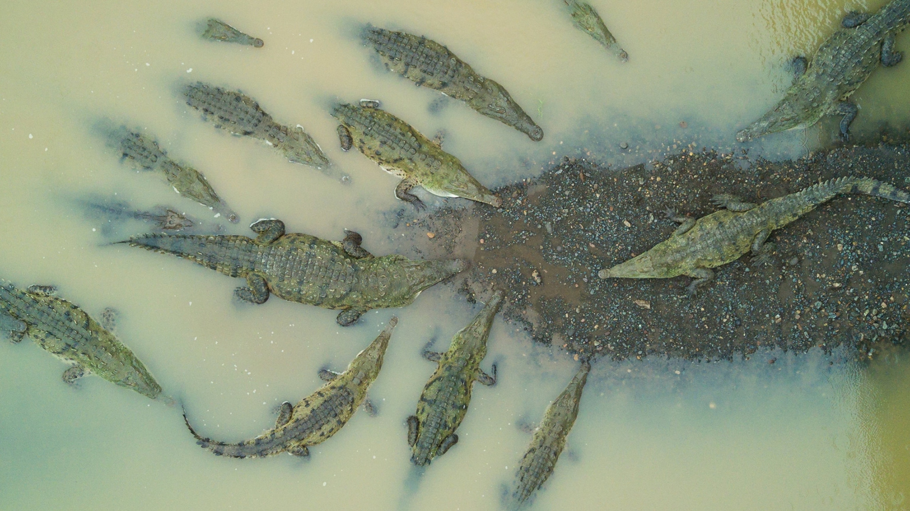 crocodiles seen from above in Costa Rica