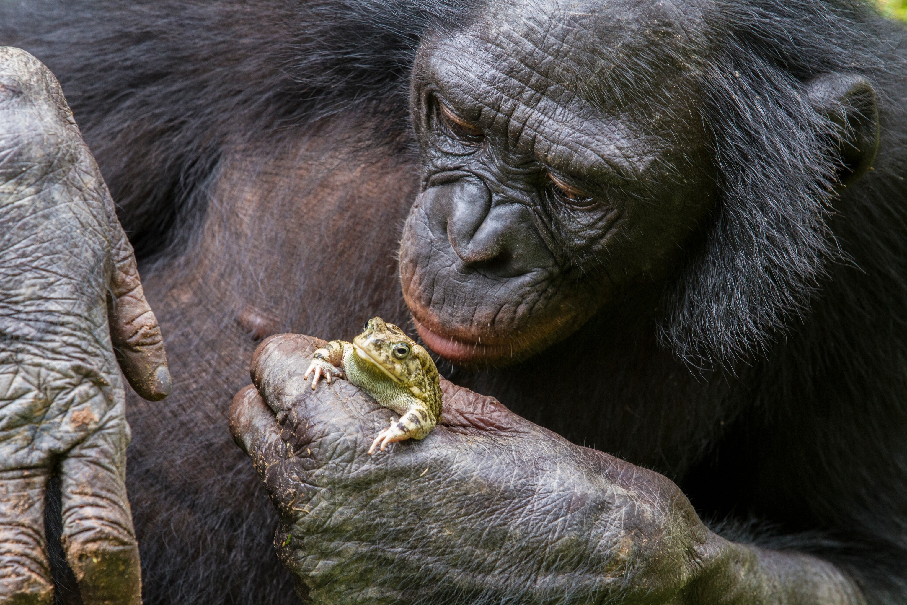 A bonobo holds a frog in Lola ya Bonobo sanctuary. The bonobo is a unique species of ape, native only to forests on the left bank of the Congo River.