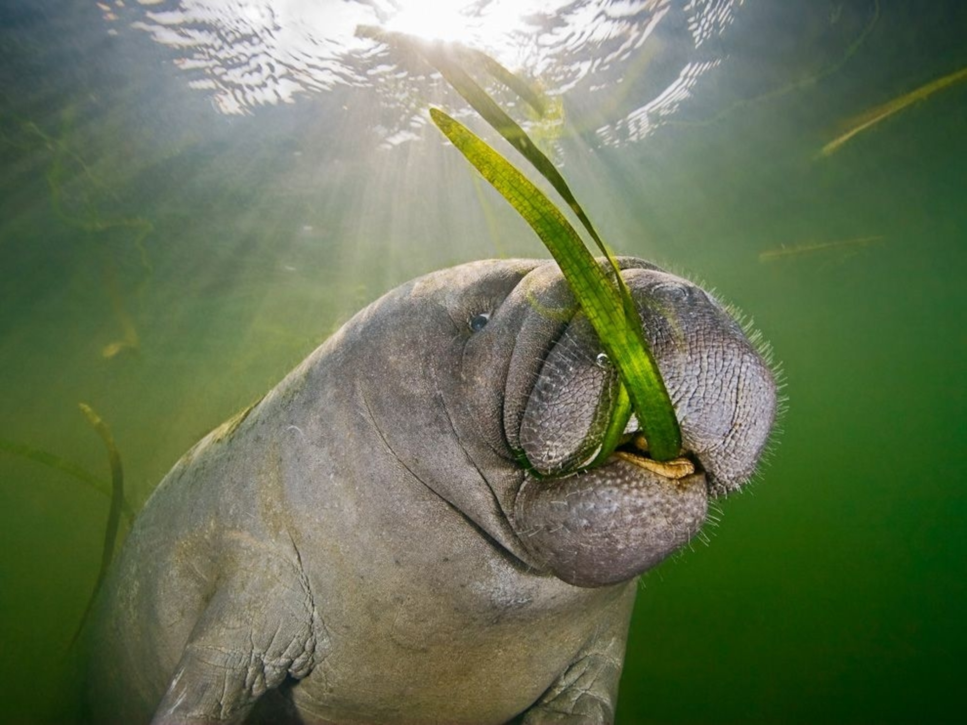 Manatee Feeding