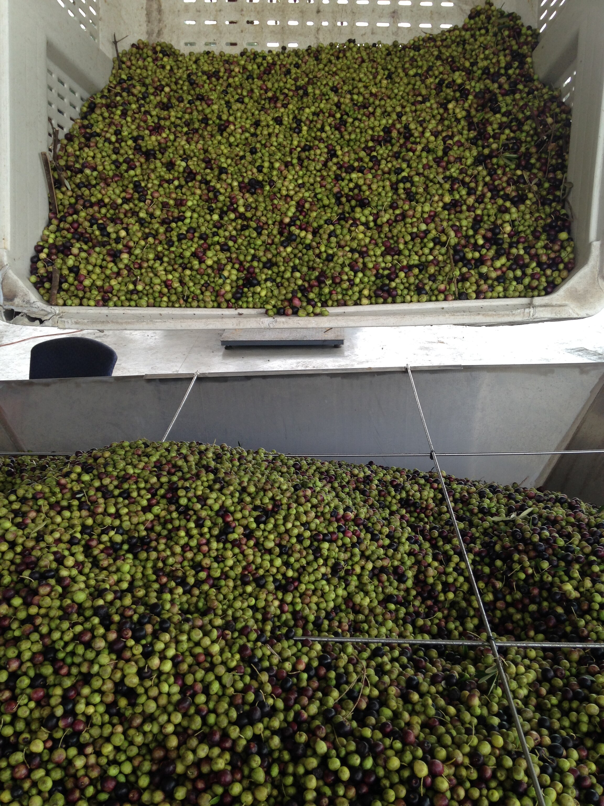 olive harvest.