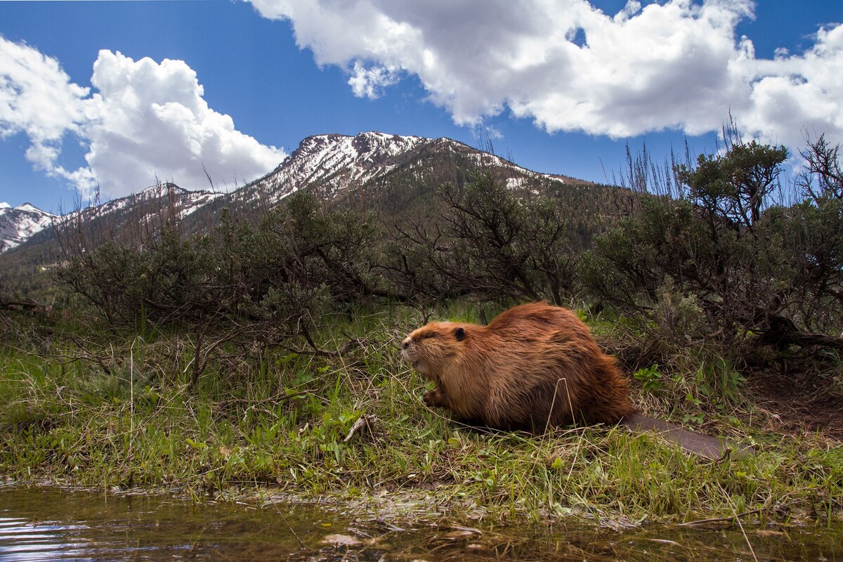 Beavers Have VanillaScented Butts and More Odd Facts