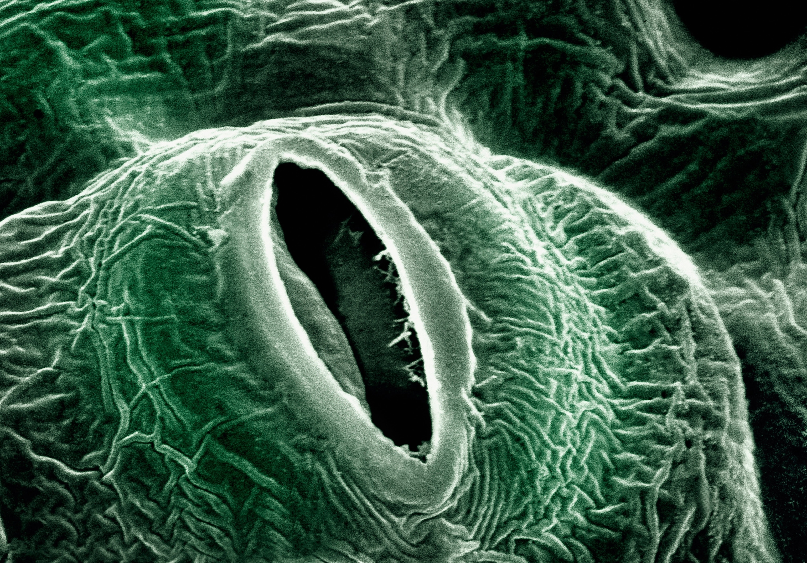 A pore on a tobacco leaf.