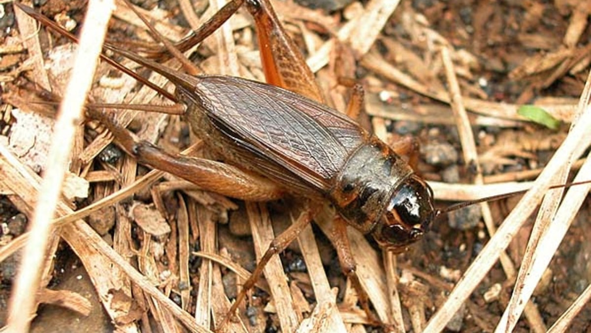 The Silence of the Crickets, The Silence of the Crickets