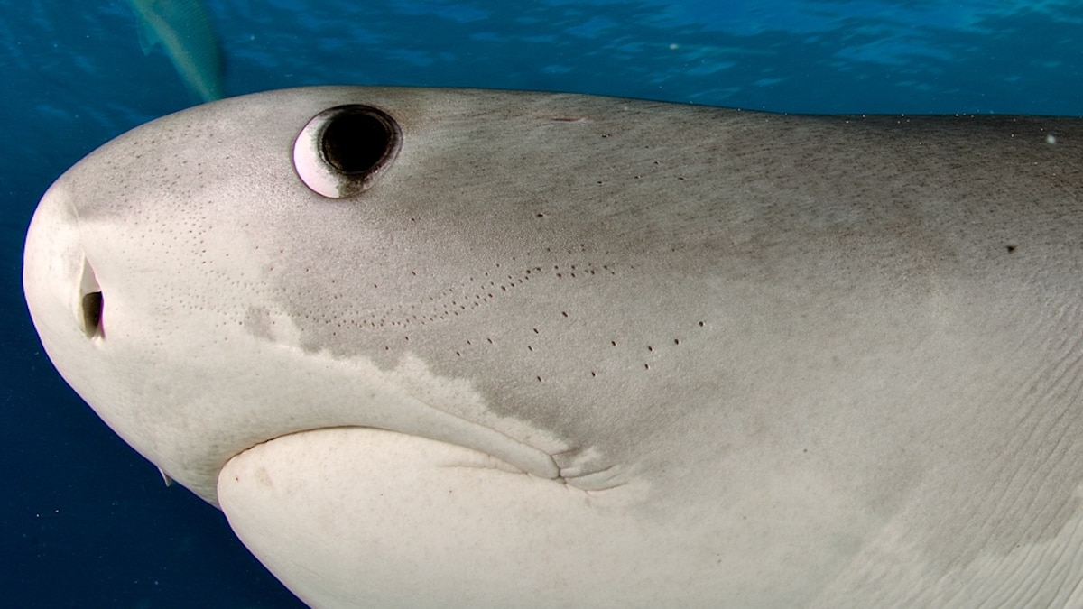 Sharks Are Color-Blind, Retina Study Suggests | National Geographic