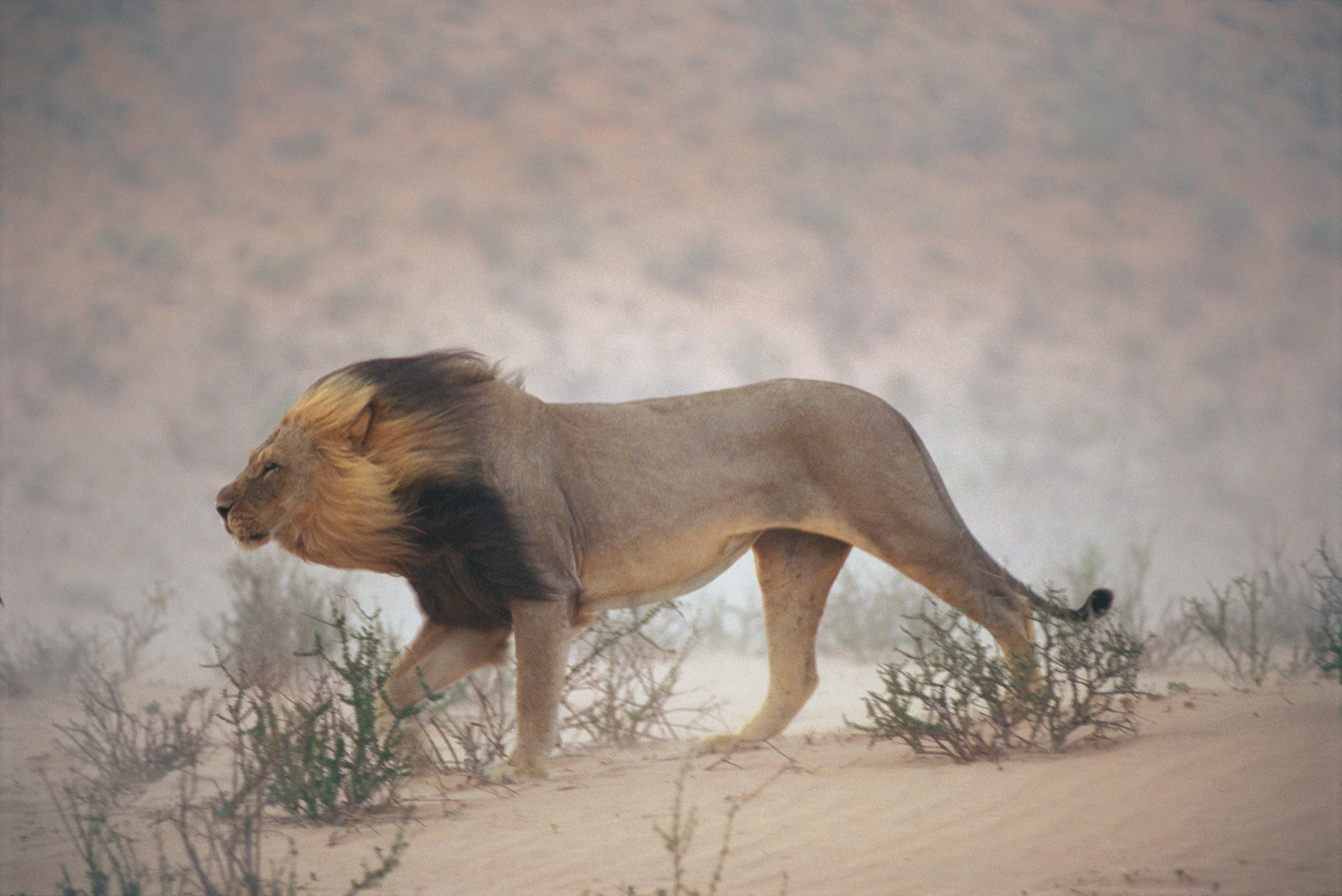 A lion walks against the wind in Kalahari Gemsbok National Park, South Africa, 1996.