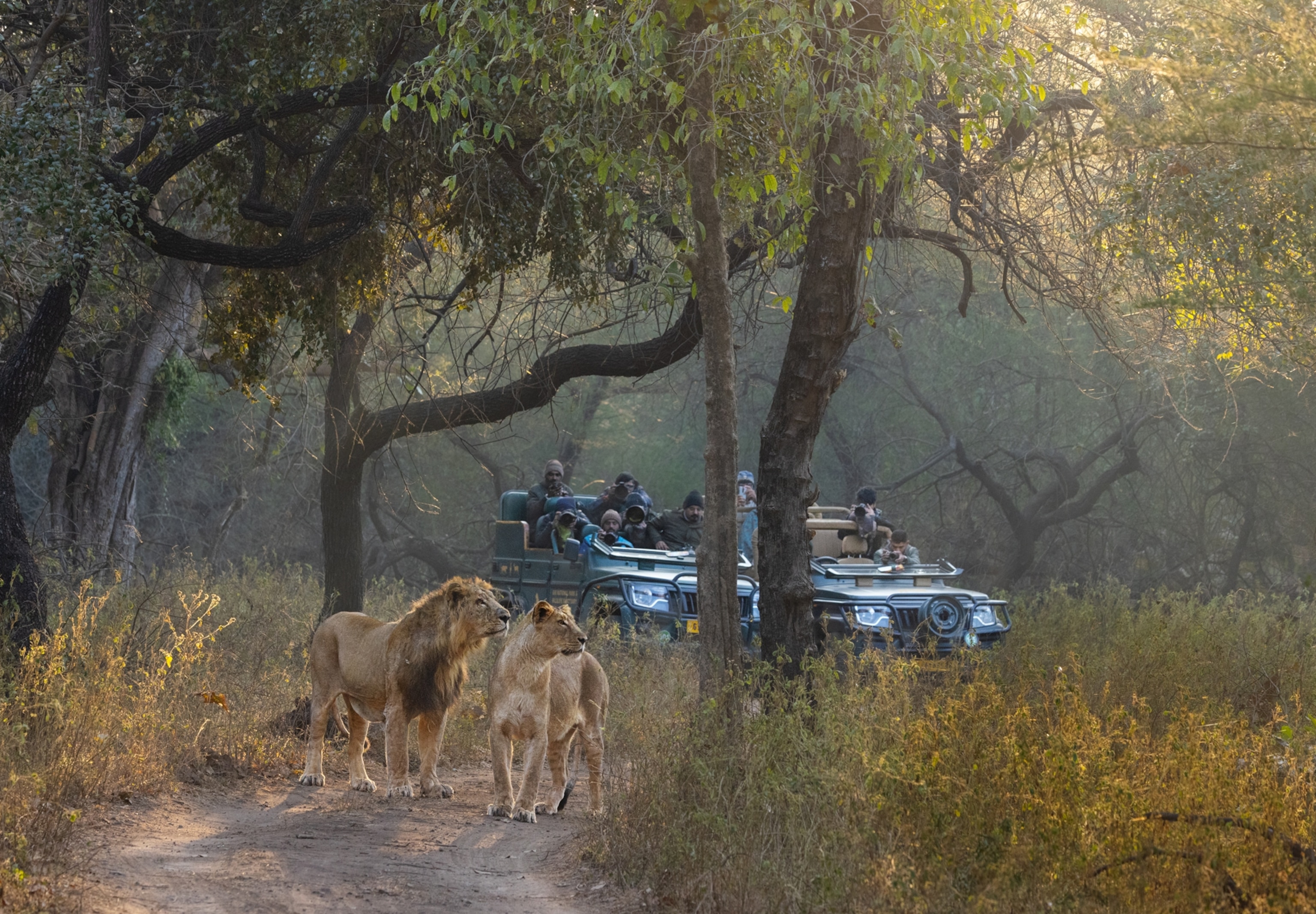 Two lions stand outside of small tour vehicles in the forest.