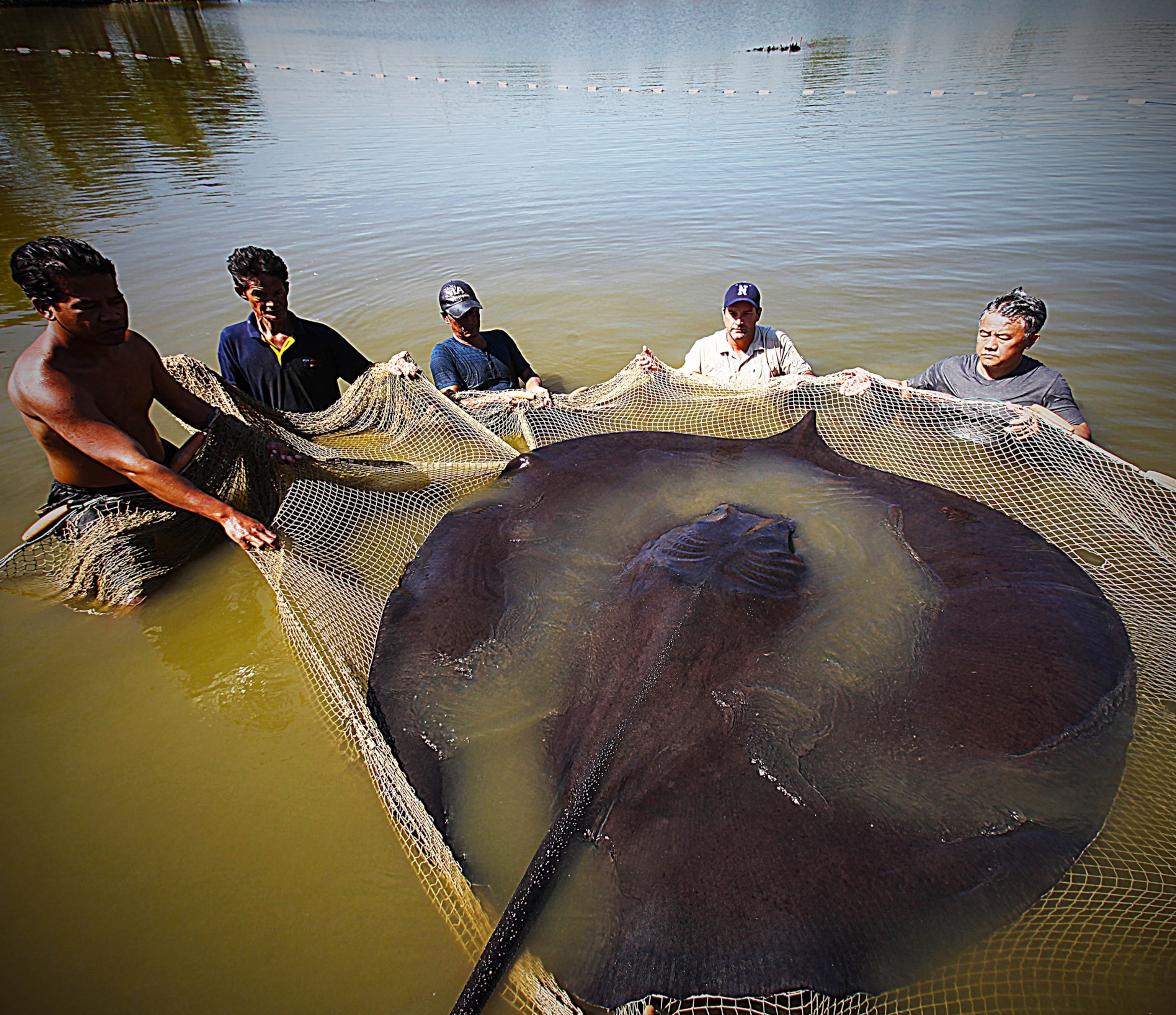 Inside the plan to save some of the biggest freshwater fish