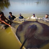 Biggest Fish Ever Seen