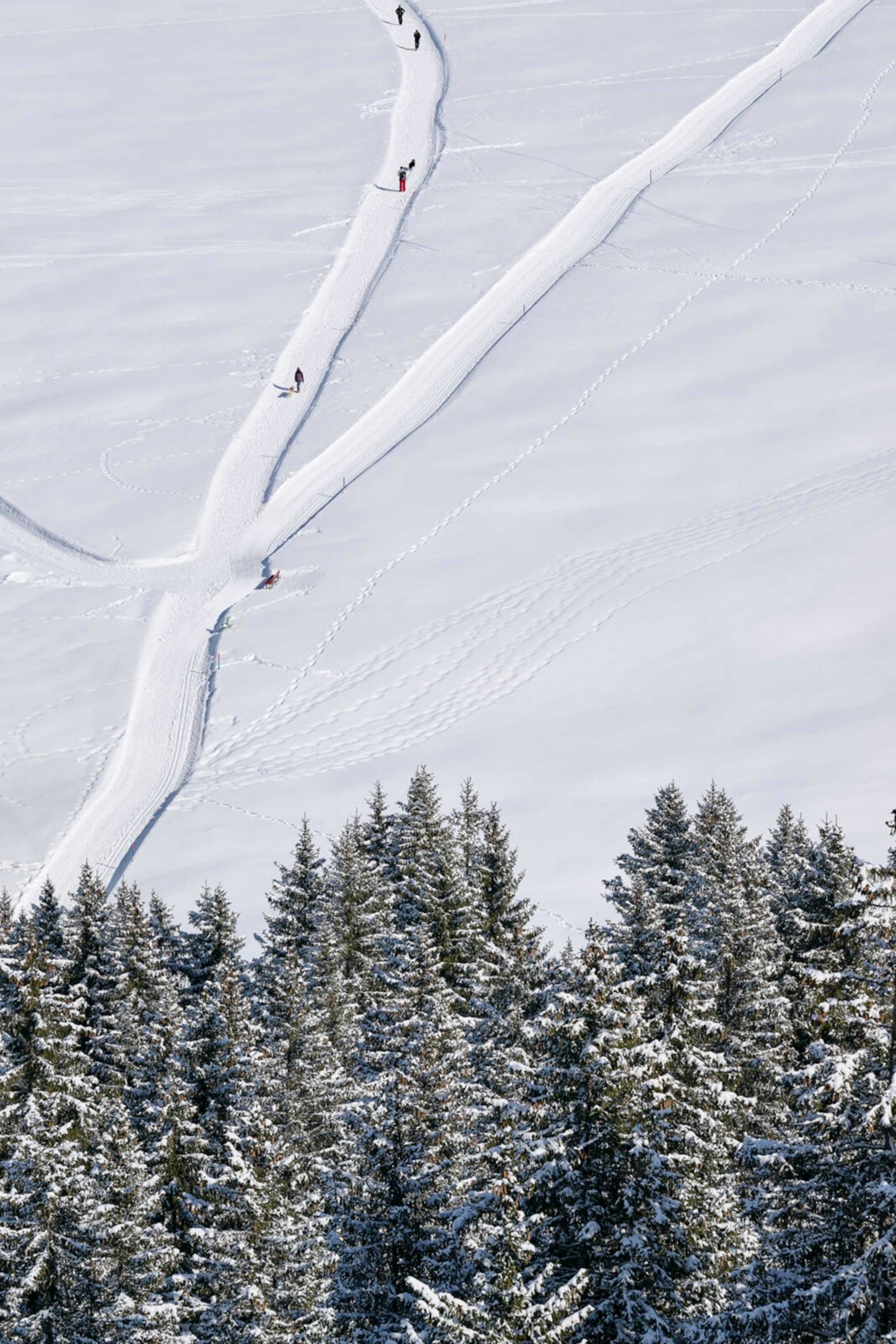 A close-up of a snowy piste with a couple of skiers descending.
