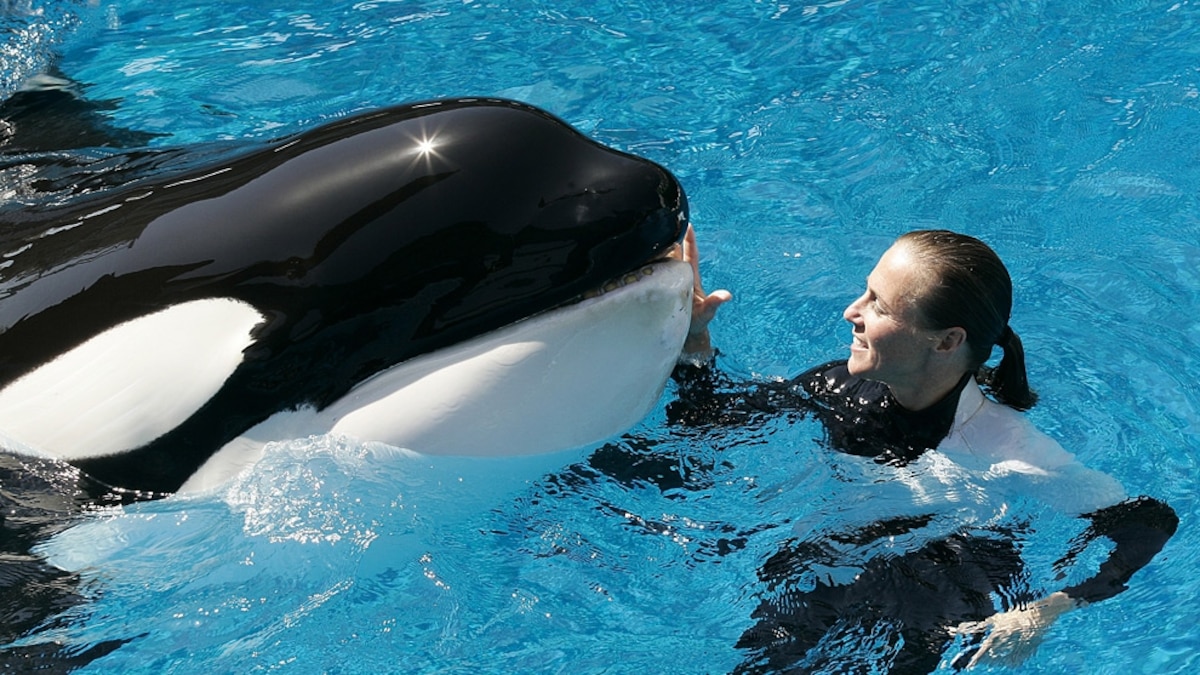 "Shamu" Kills TrainerKiller Whale's Act Not Normal National Geographic