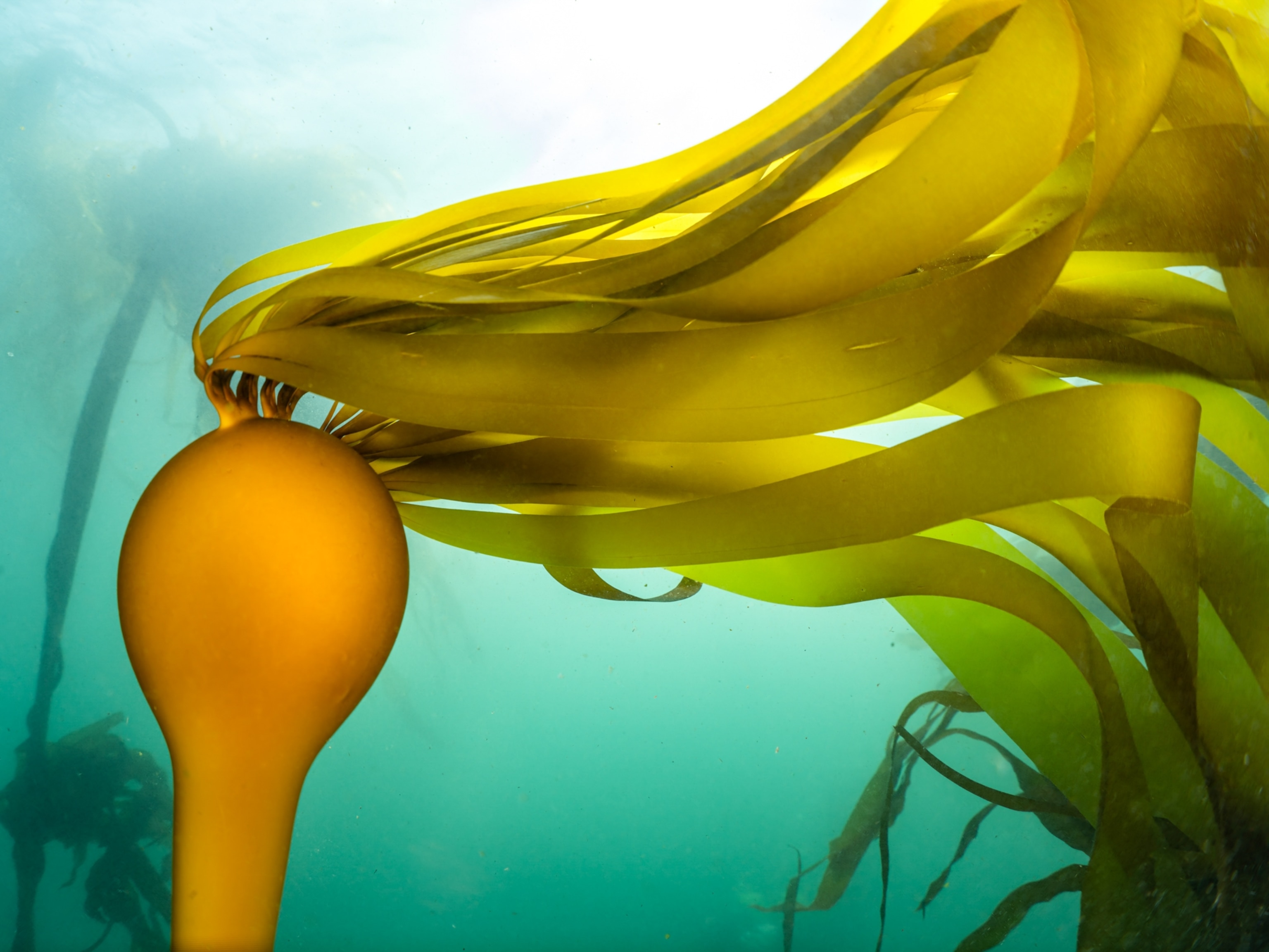 One in a small grove of mature bull kelps (Nereocystis luetkeana) found at the site
