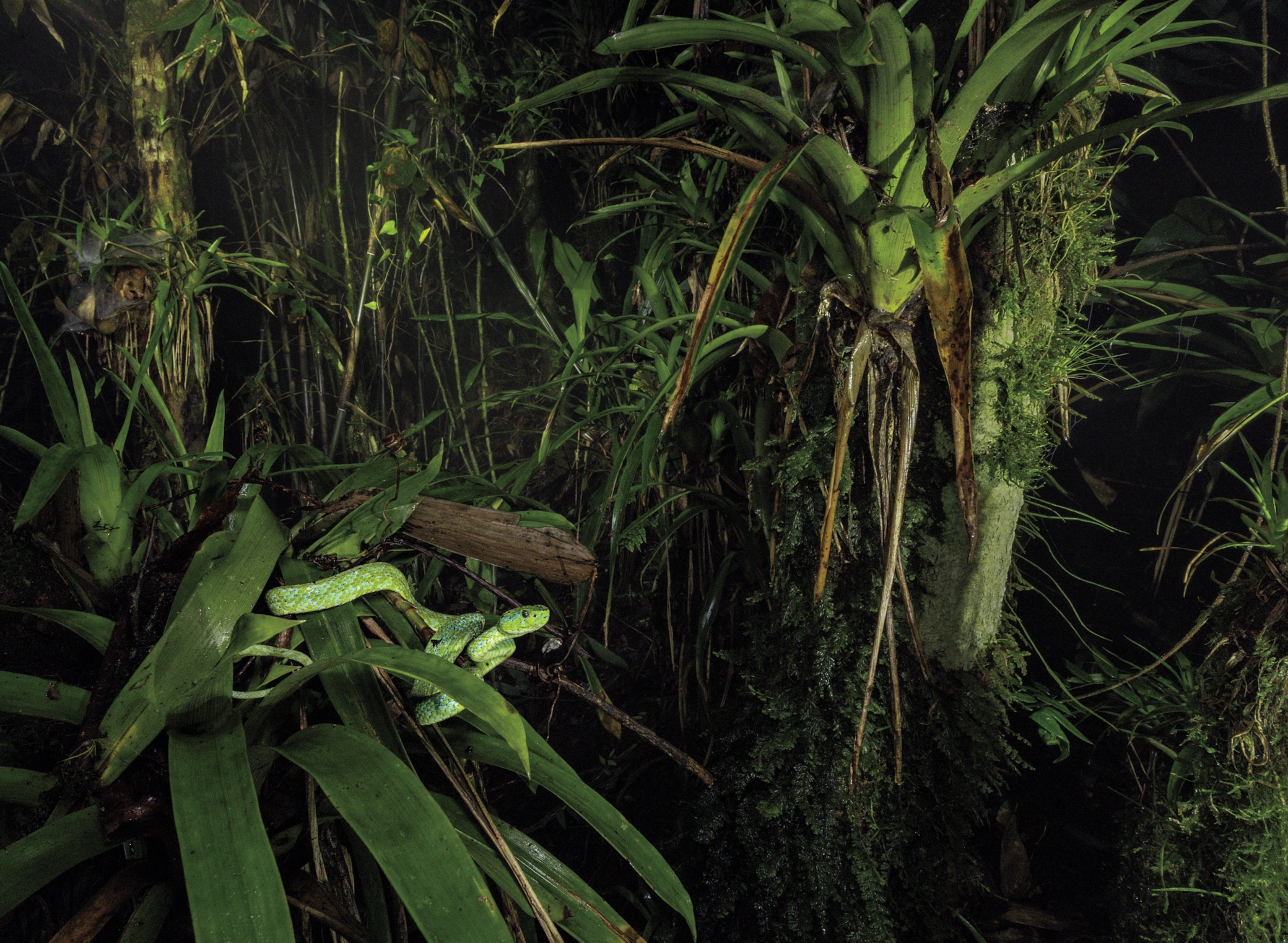 Green snake on green plant surrounded by lush green forest.