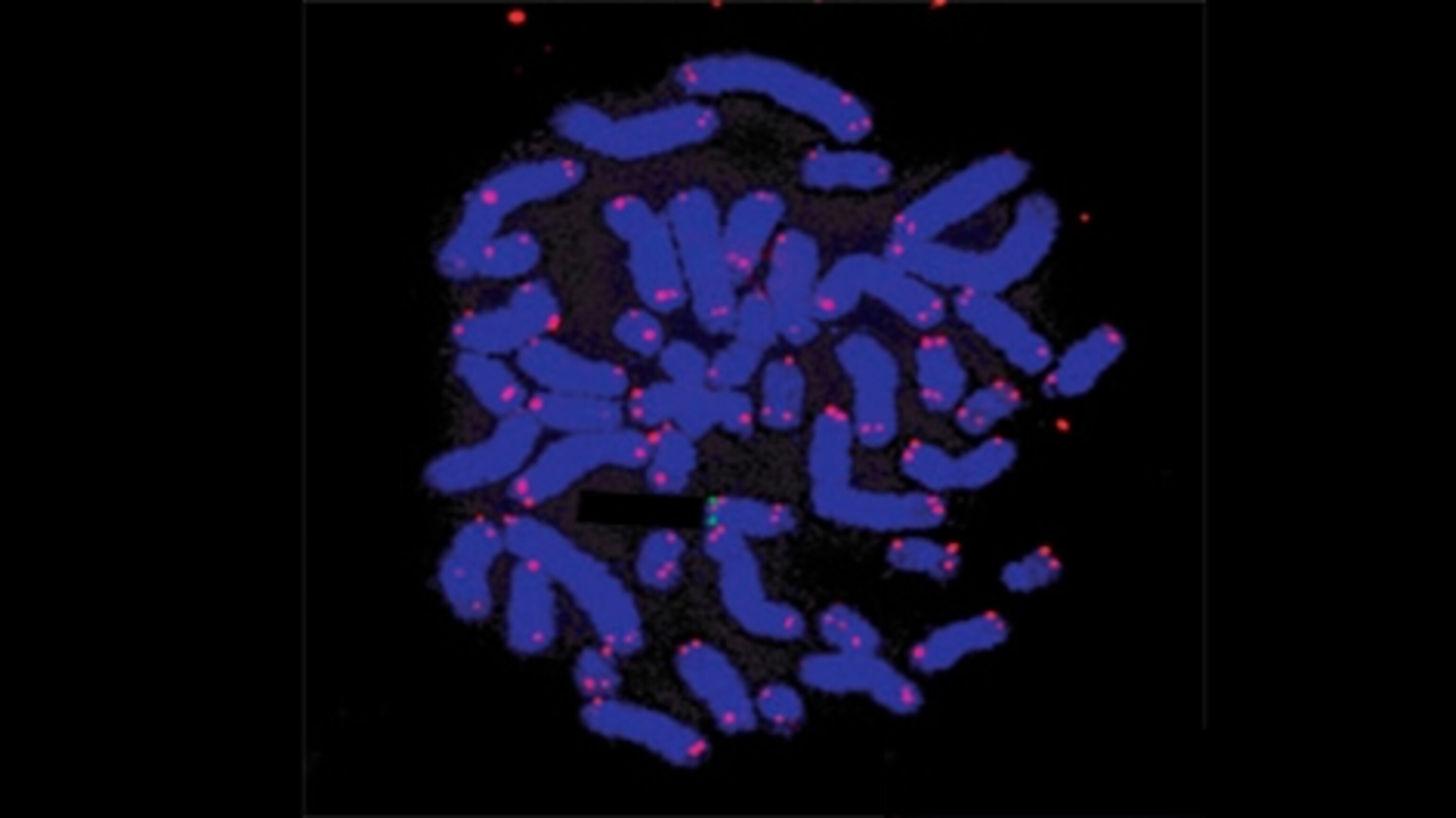 Dormant viruses can hide in our DNA and be passed from parent to child