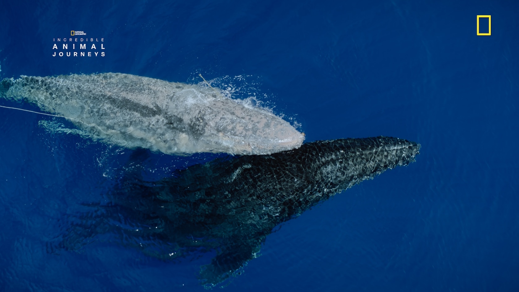 Companion Whales IAJ lift