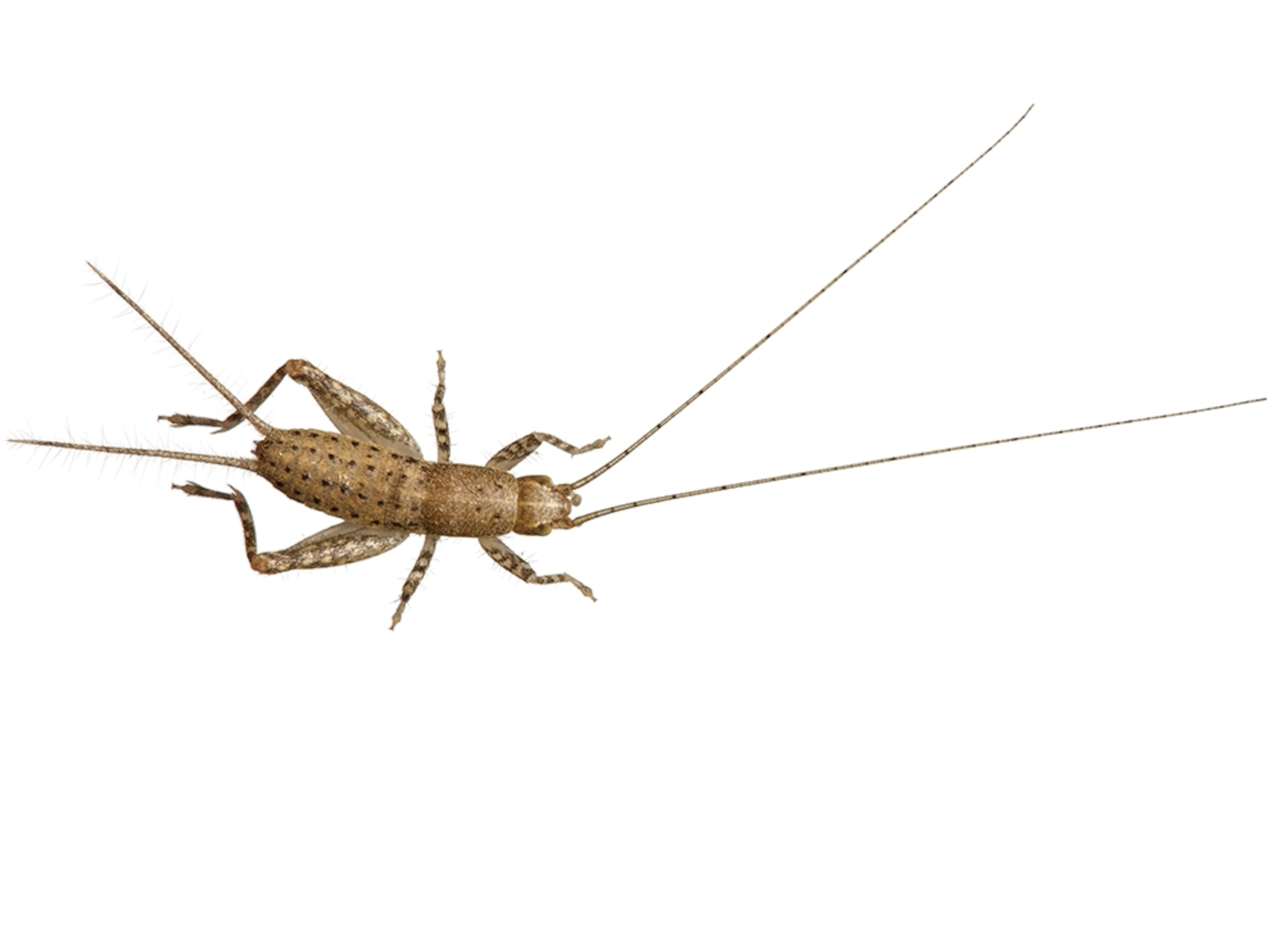 Common Name: Tropical house cricket, Scientific Name: Ornebius novarae, Magnification: 1x,