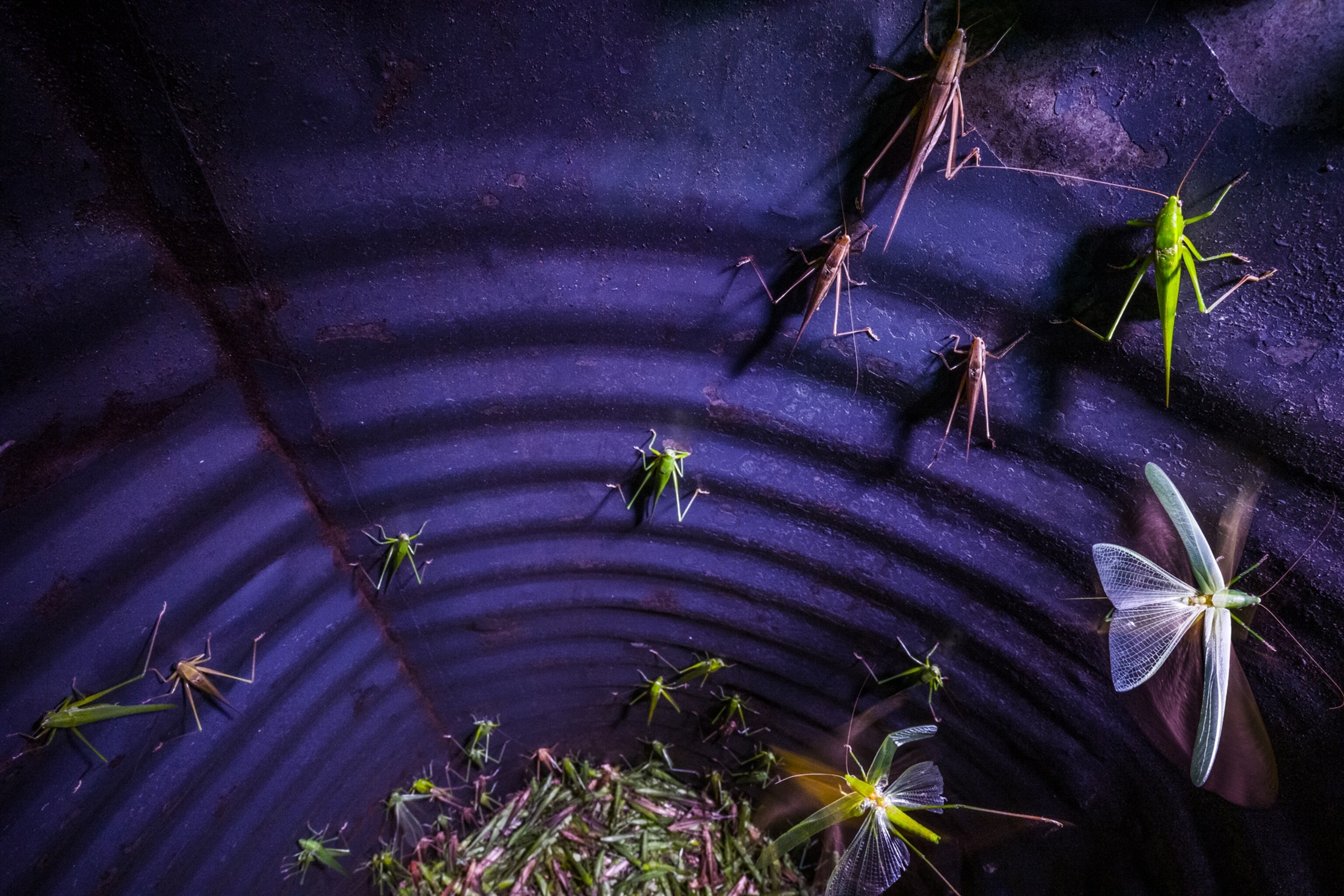 Picture of crickets trapped in the slick oil drum of a nsenene trap.