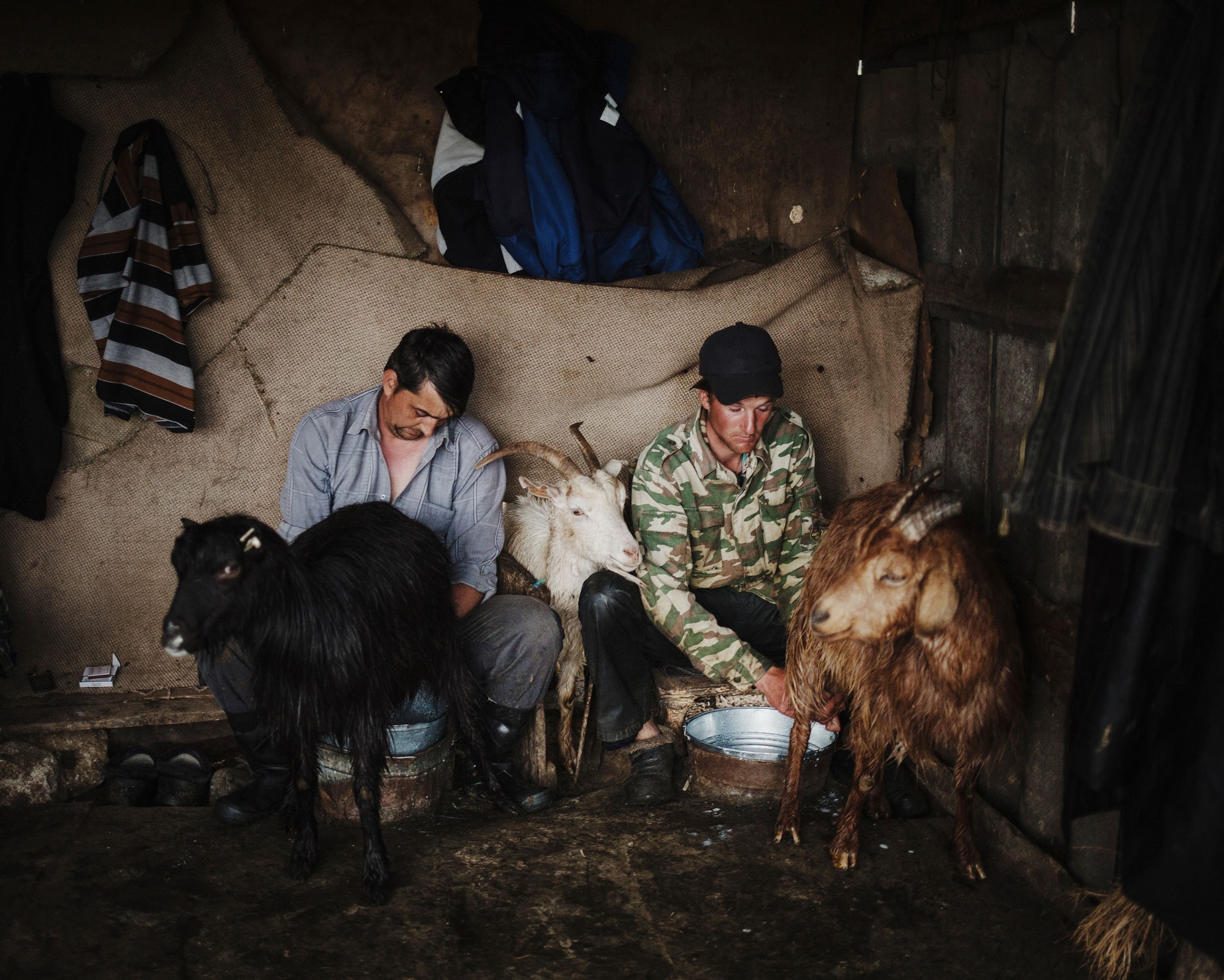 men milking sheep