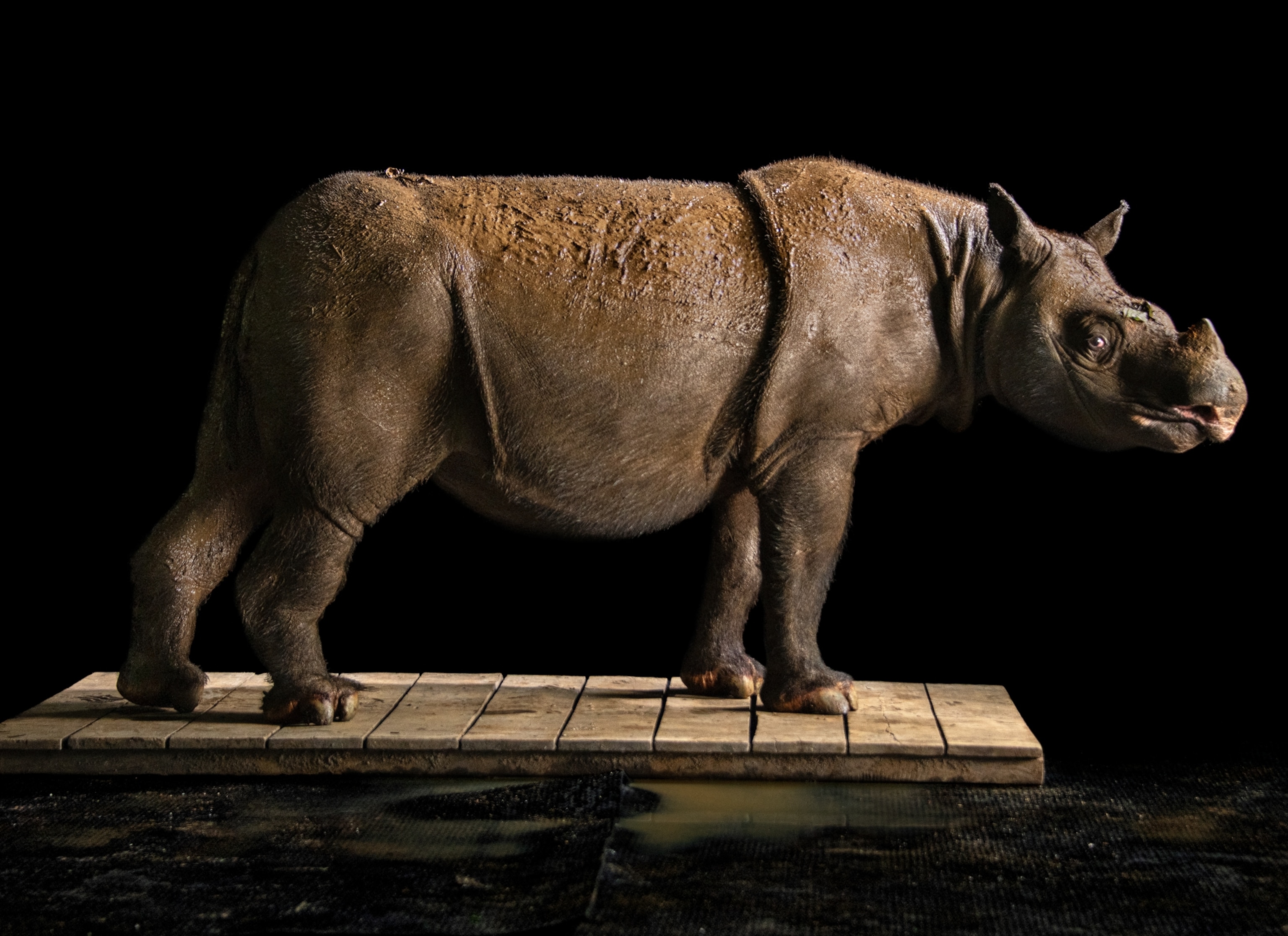 A large rhinoceros, which is dark grey in color, stands on a wooden platform in front of a black background