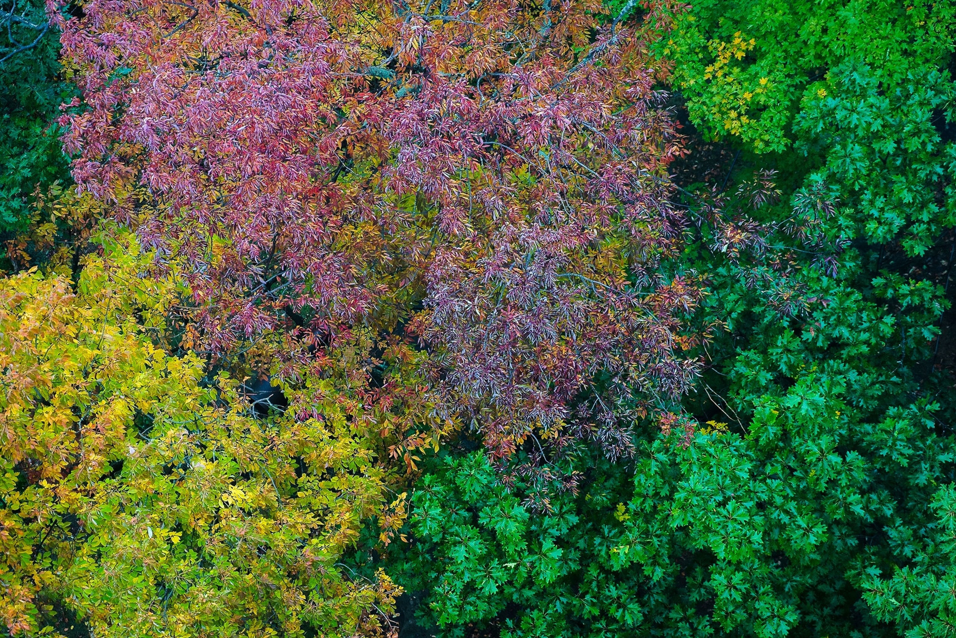 fall colors in Muskoka, Canada