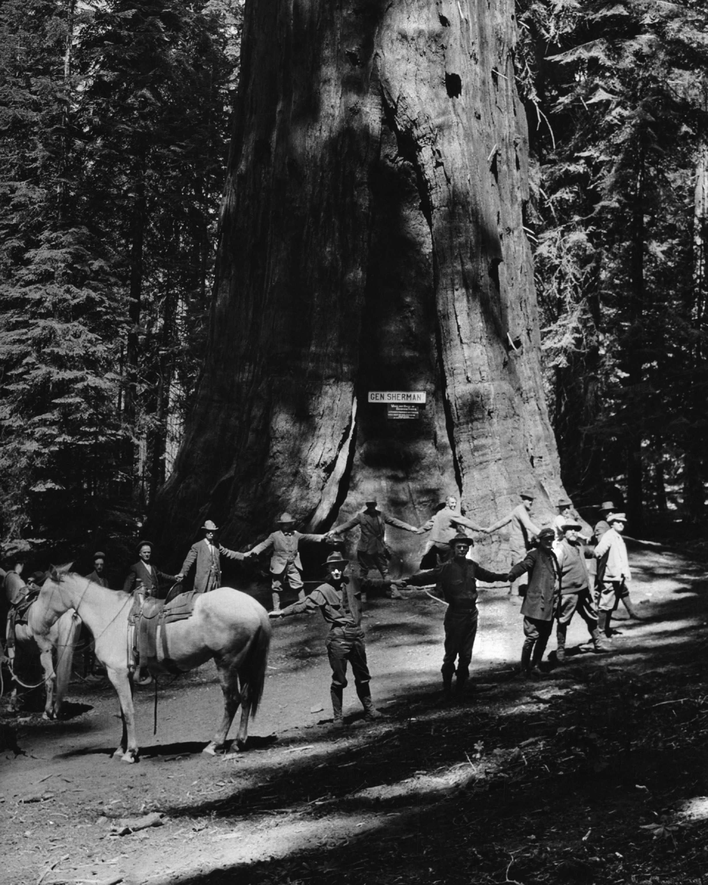 men making a circle around a massive tree trunk in Sequoia National Park