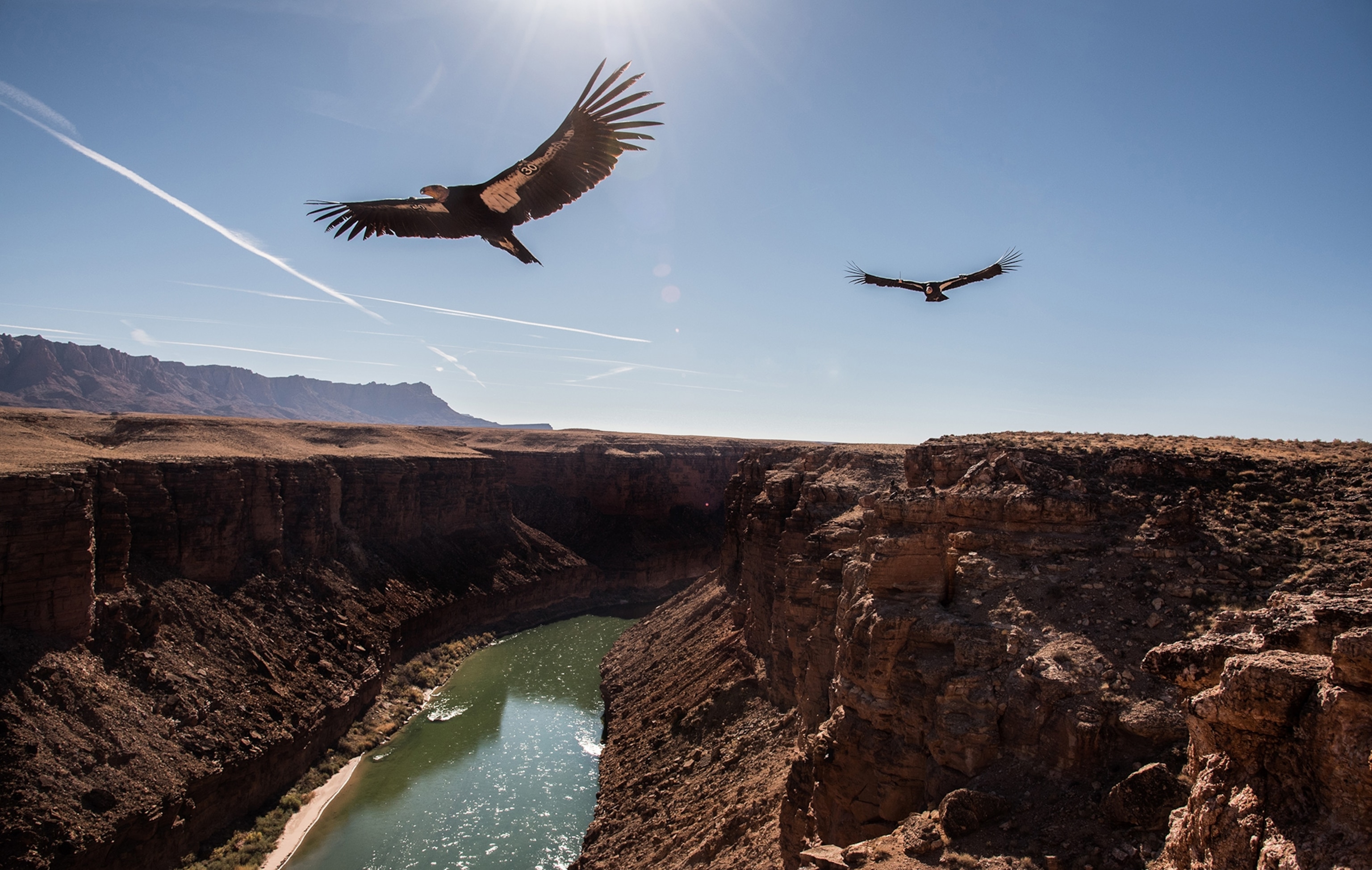 Two condors fly over the Colorado River near the Navajo Bridge in Marble Canyon.