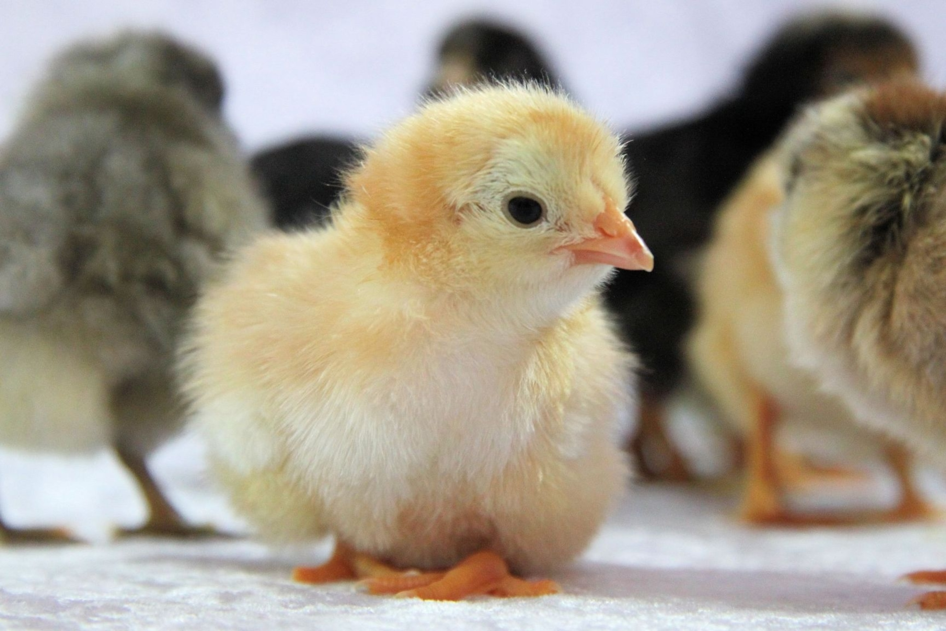 The Fuzzy Fluffy Super-Cute Health Threat In Your Backyard | National  Geographic, image size:3072x2048