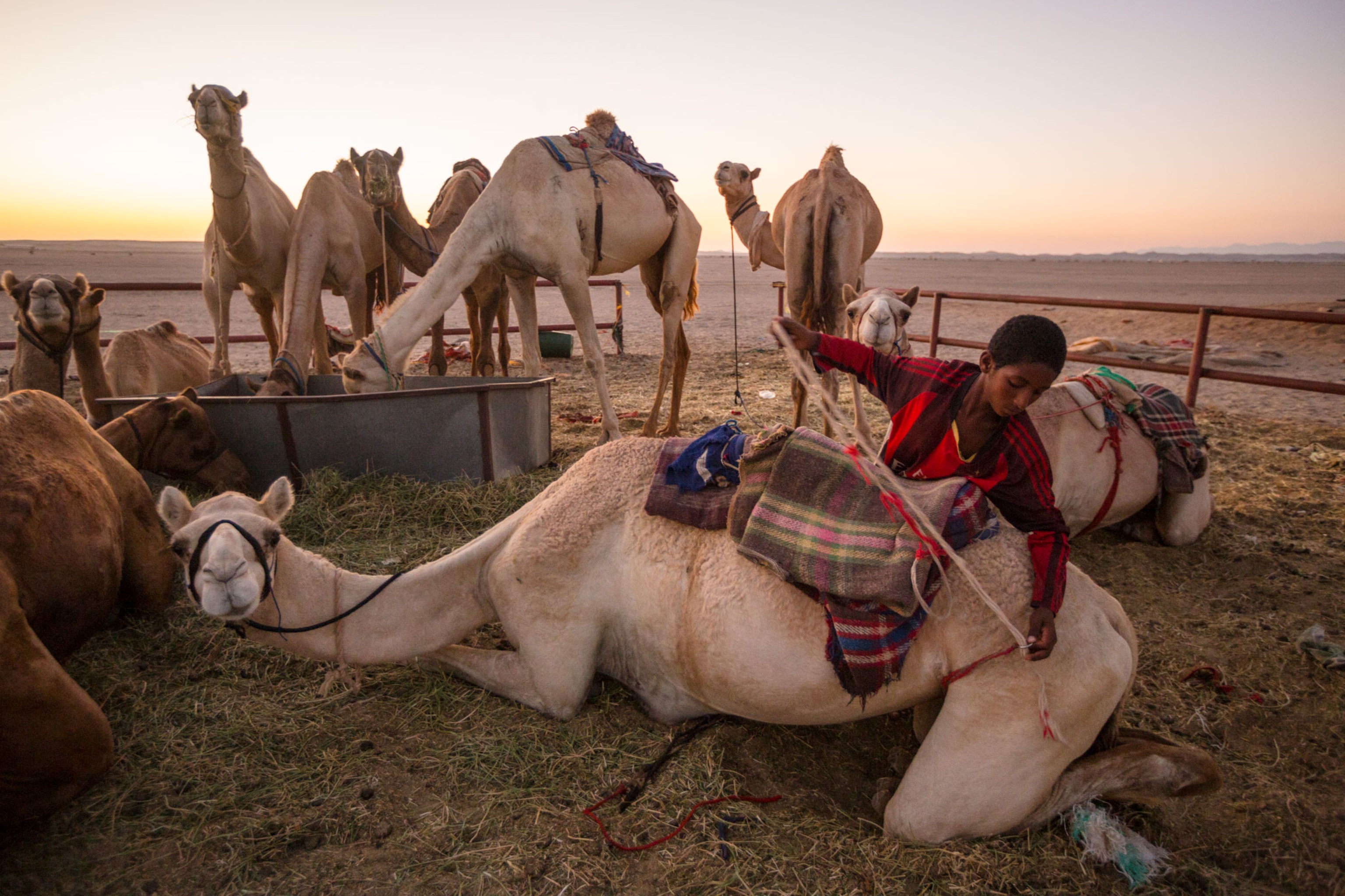 a boy tending to camels in Saudi Arabia