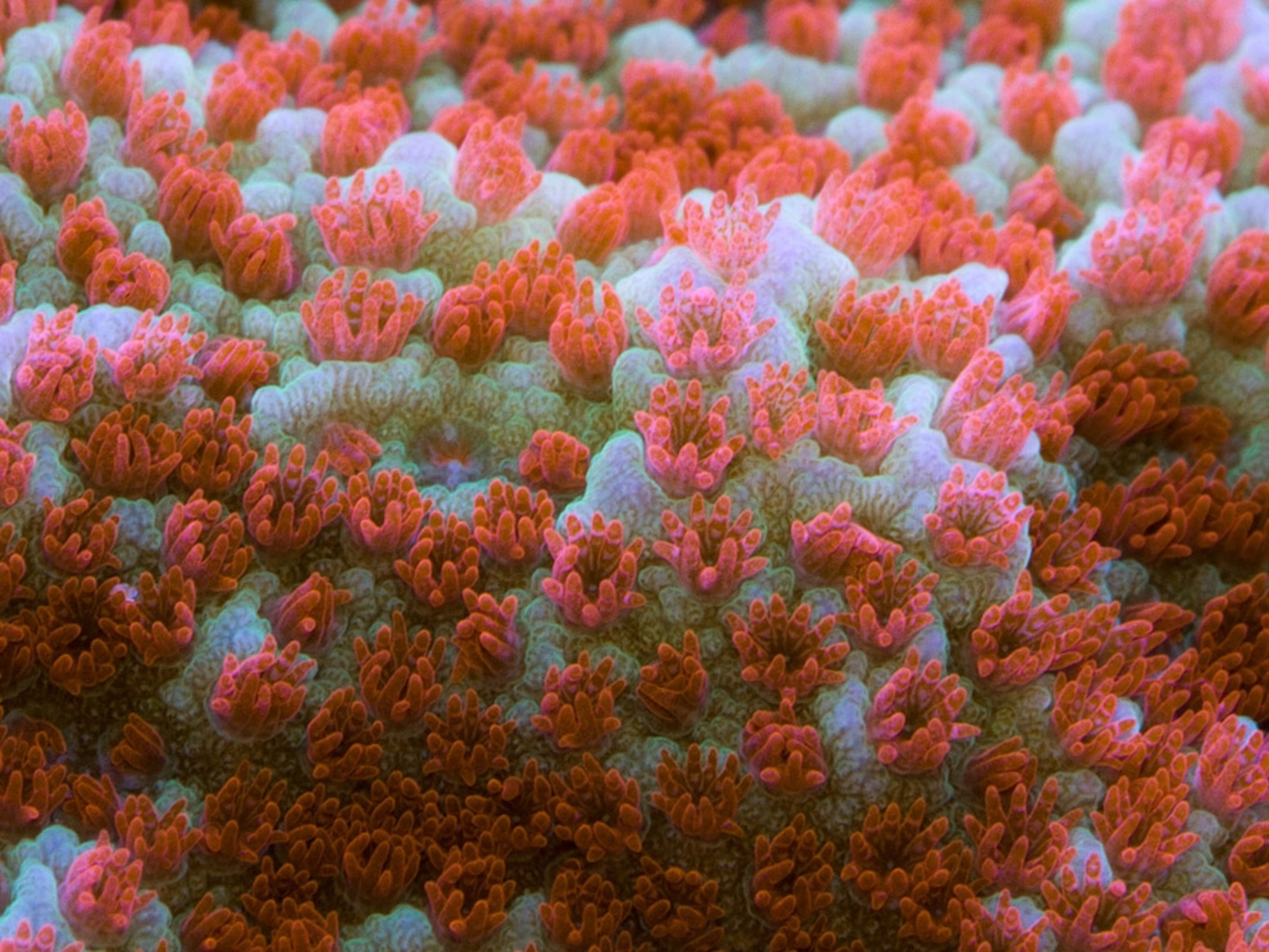 A cluster of red and white corals