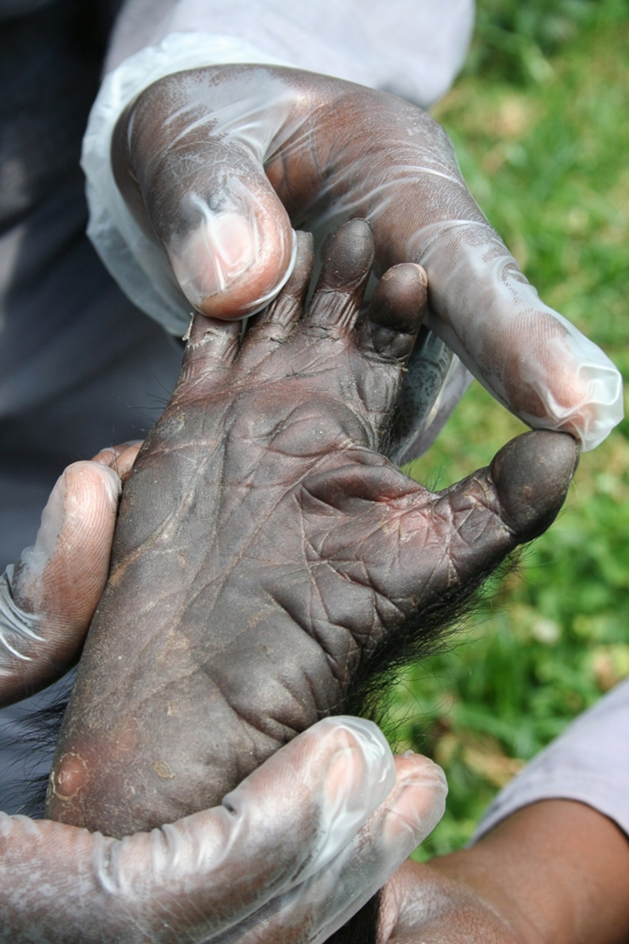 Baby gorilla picture: the foot of the rescued baby gorilla