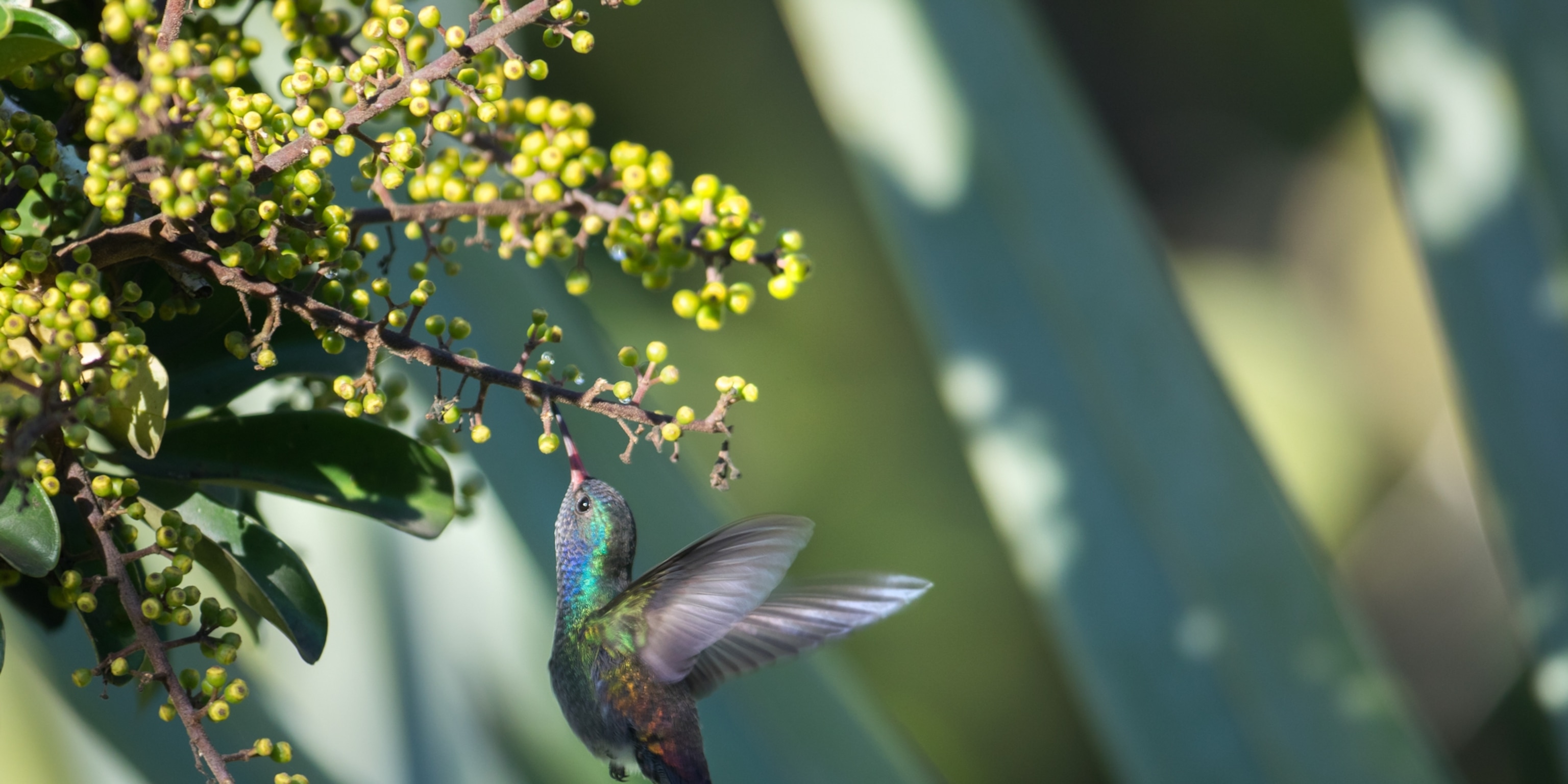 Quelle est la relation symbiotique entre les colibris et un arbre fruitier
