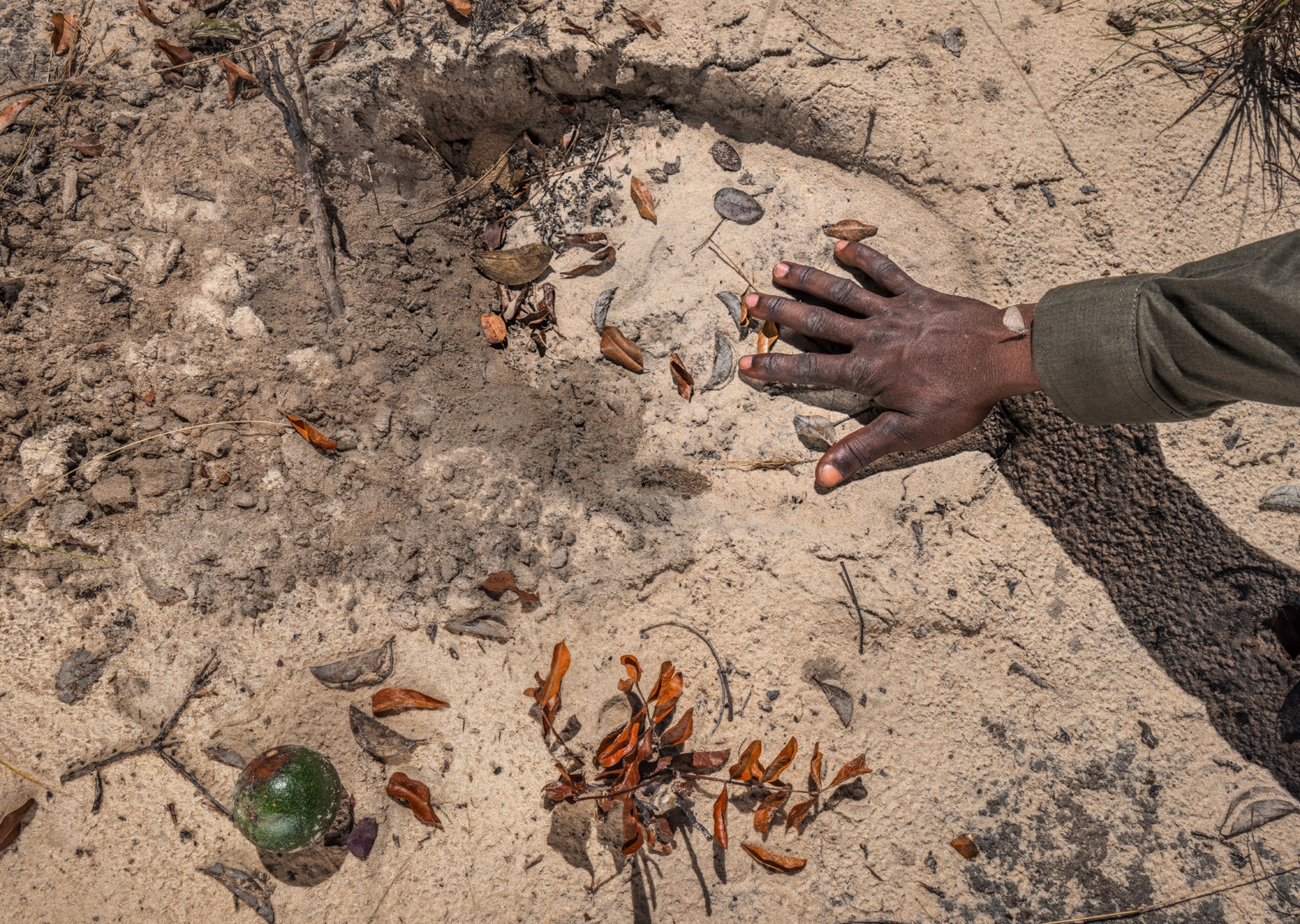 Human hand on animal foot imprint in sand.