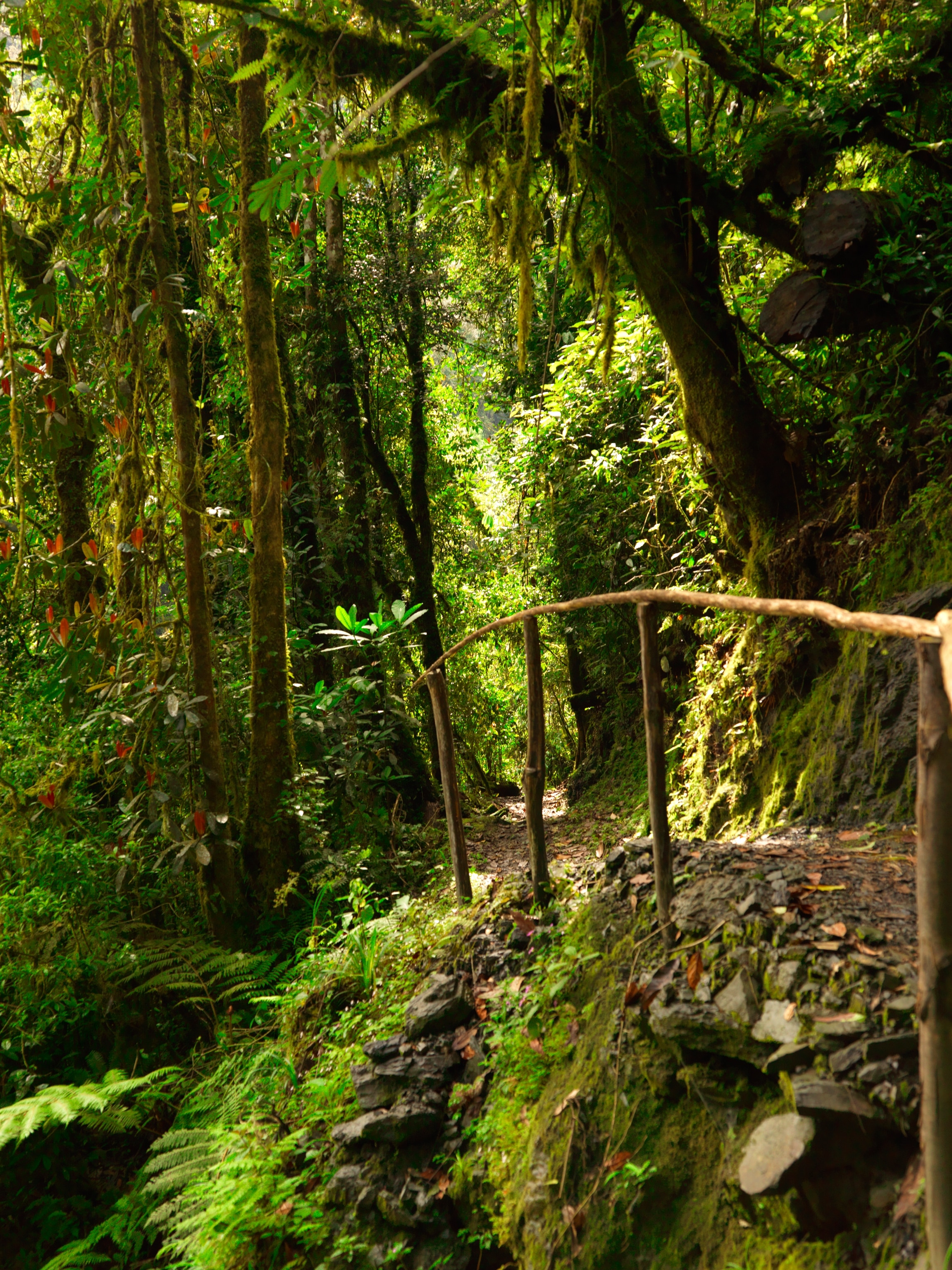 The Waterfall Trail in the forest of Nyungwe National Park, Rwanda.