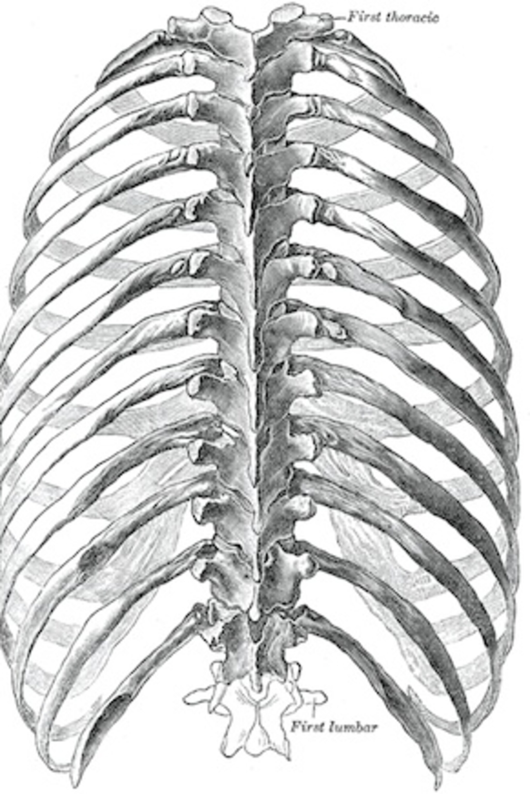 Swimming robots and flexing bones: My new story for the New York Times