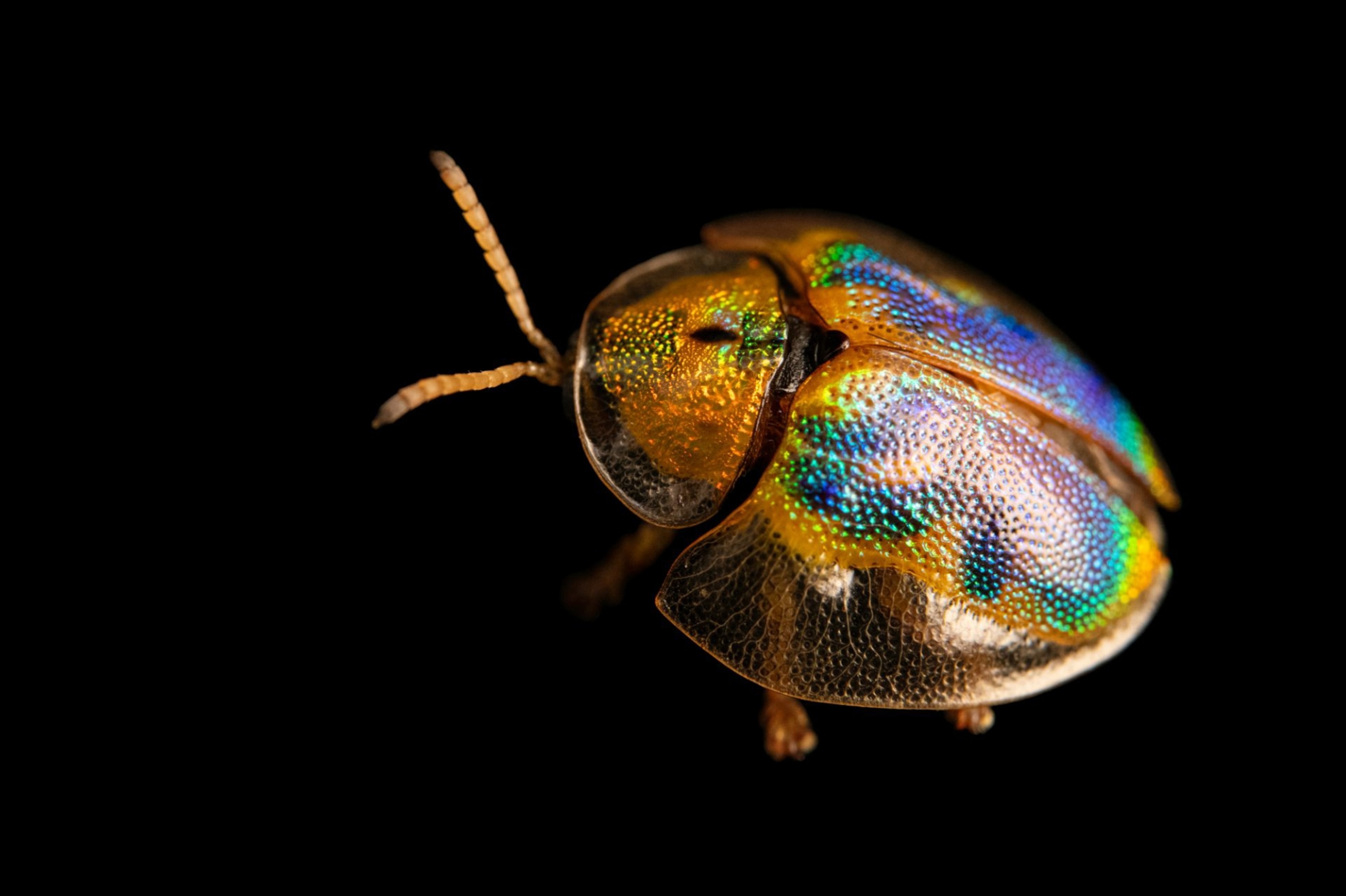 A Geiger tortoise beetle against a black background.