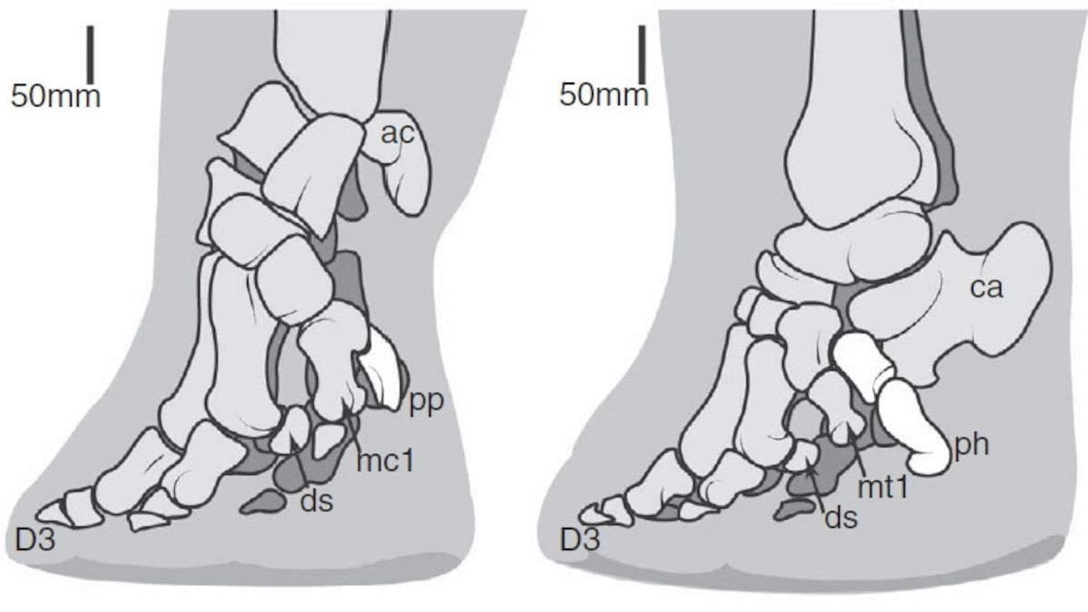Meet the owner of the world’s largest collection of frozen elephant feet