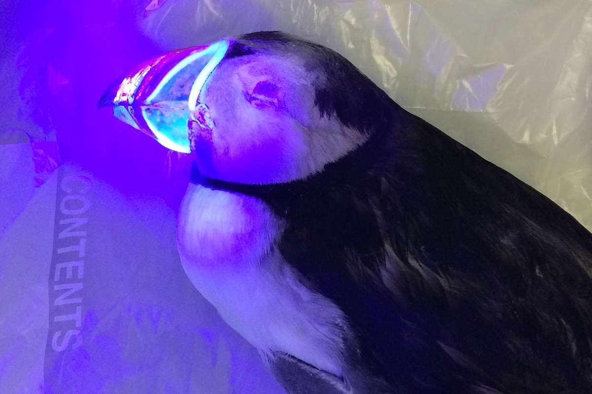 Puffin Beaks Glow in Surprising Discovery