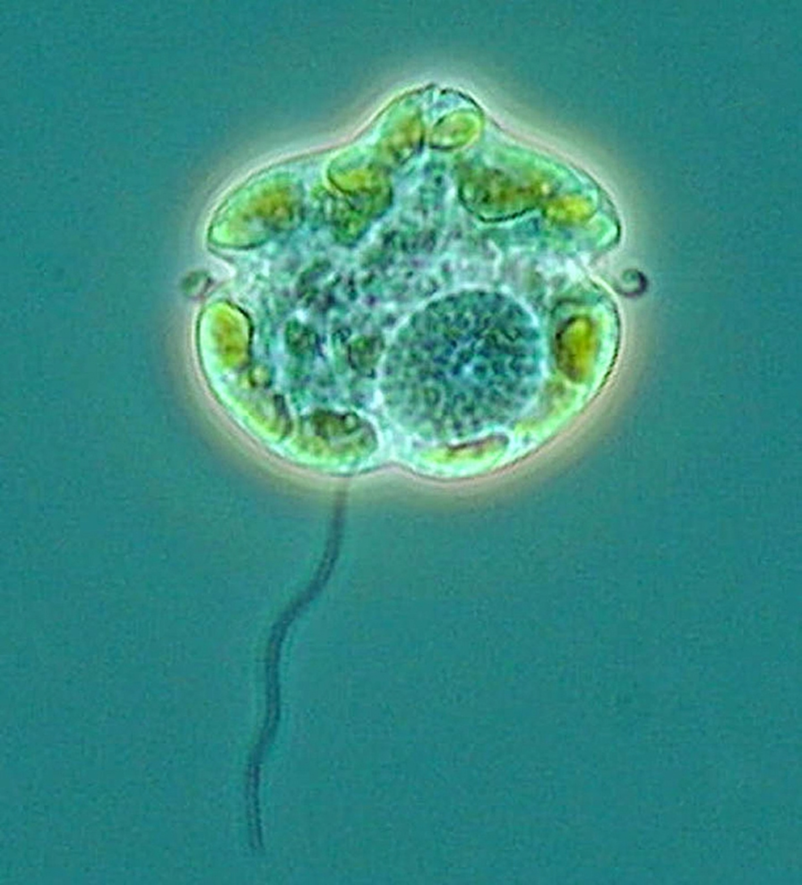 a toxic alga known as Karenia brevis, inventoried as part the Census of Marine Life's study of hard-to-see sea creatures