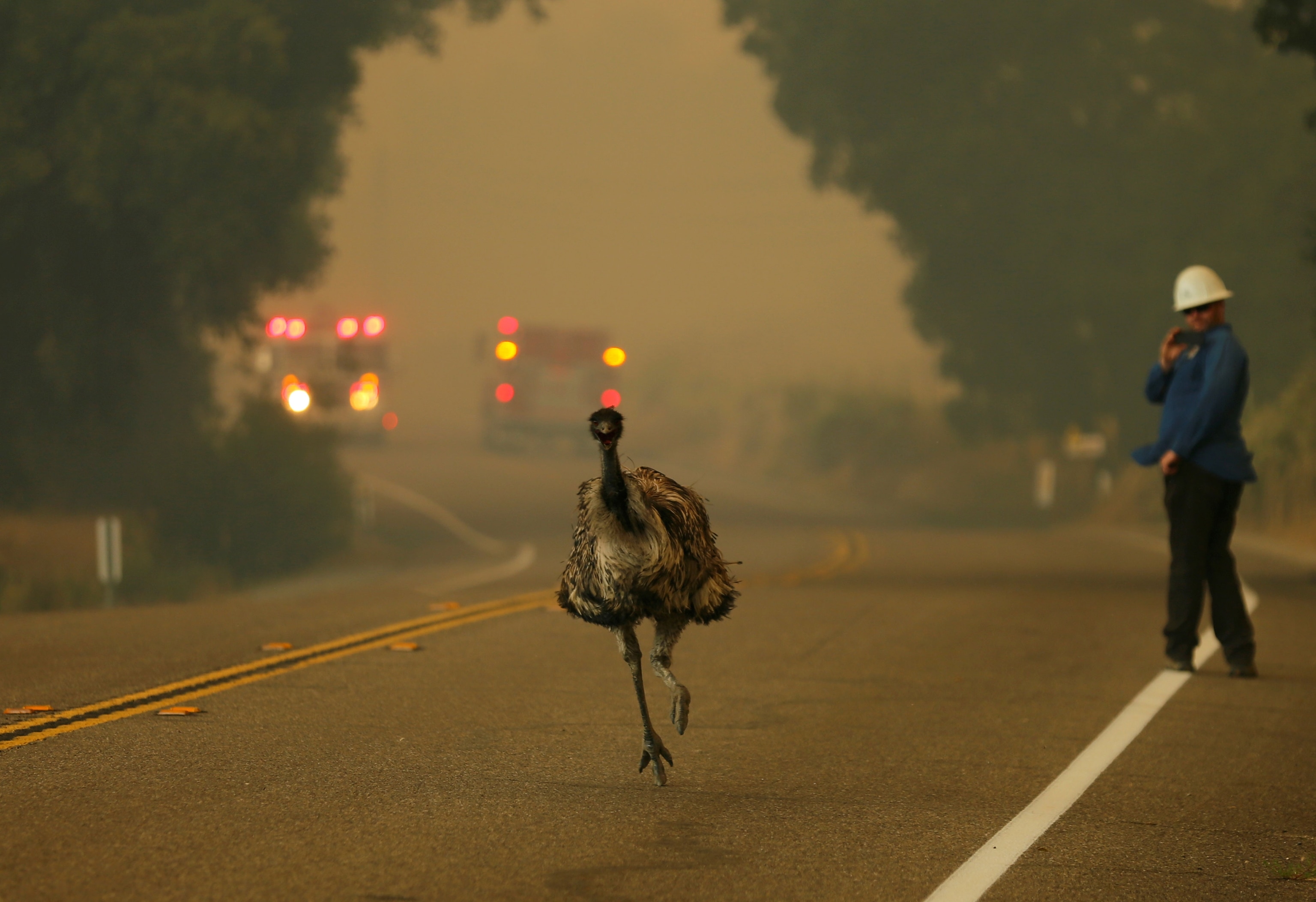 an emu runs to escape an approaching wildfire